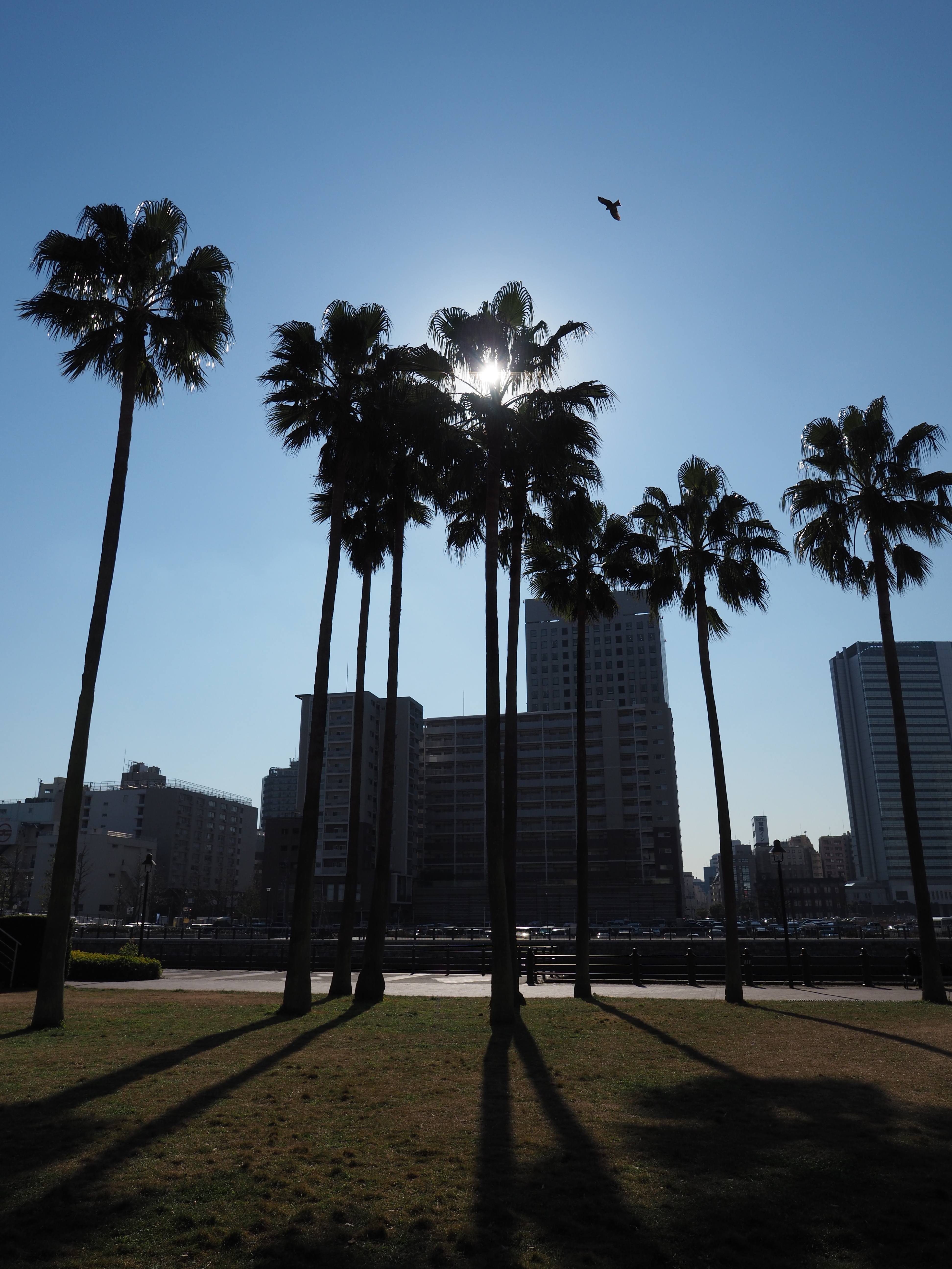 M.ZUIKO DIGITAL ED 12mm F2.0 / ISO200 / F5.6 / 1/2,500秒 / 24mm相当
