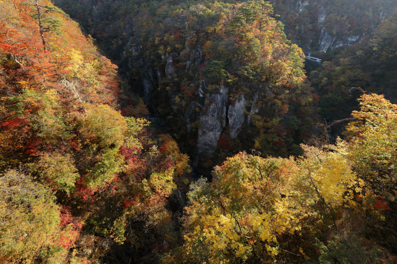 朝日に紅葉が燃える鳴子峡。紅葉シーズンは列車が徐行運転するので、EOS 5Dsでもブレの心配は少ない。このレンズの解像力には感動する。<br><span class="fnt-85">キヤノン EOS 5Ds / EF11-24mm F4L USM / 16mm / マニュアル露出（F8、1/200秒） / ISO 800</span>