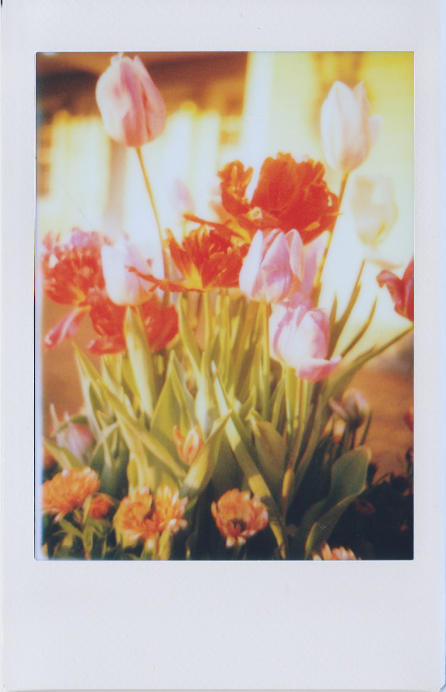 屋外のチューリップの植え込みを撮影。ちょうど夕日が落ちてくる時間帯でした。太陽を入れたり強い光が入り込むとチェキプリントの場合は黒や青につぶれてしまうことがあるため注意が必要です