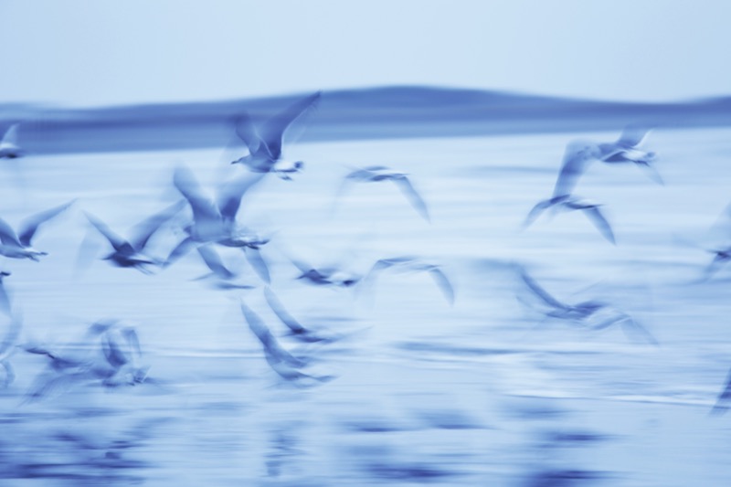 カモメが飛び立つ瞬間を流し撮りモードで追った。EVFで確認しながら動きのある絵を狙った。<br class=""><span class="fnt-85">オリンパス OM-D E-M1/ M.ZUIKO DIGITAL ED 40-150mm F2.8 PRO / 140mm（280mm相当） / マニュアル露出（F5.6、1/10秒） / ISO 200</span>