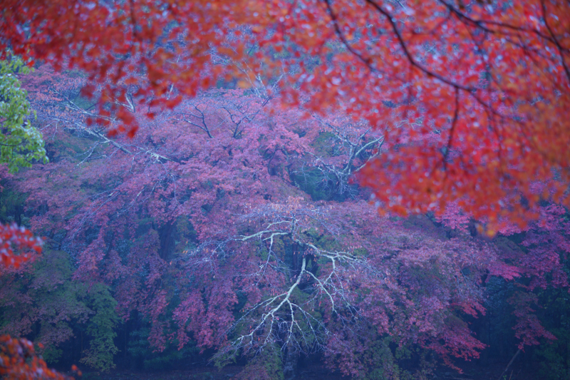 ©山本まりこ<br class="">伊勢神宮内宮に流れる五十鈴川にて。熊野古道伊勢路を歩き始める直前、決意と共に撮影した1枚。