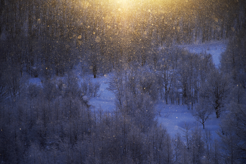 氷点下25度を下回った朝に出会った金色のダイヤモンドダスト。吐く息さえも凍りつきそうな中、高ぶる気持ちを沈めながら、ただこの神々しい光景と対峙する。これほどの極寒でもカメラの動作にまったく問題はなかった。<br class=""><span class="fnt-85">PENTAX K-1 / HD PENTAX-D FA 24-70mmF2.8ED SDM WR / 1/2,000秒 / F2.8 / ISO 200 / 70mm</span>