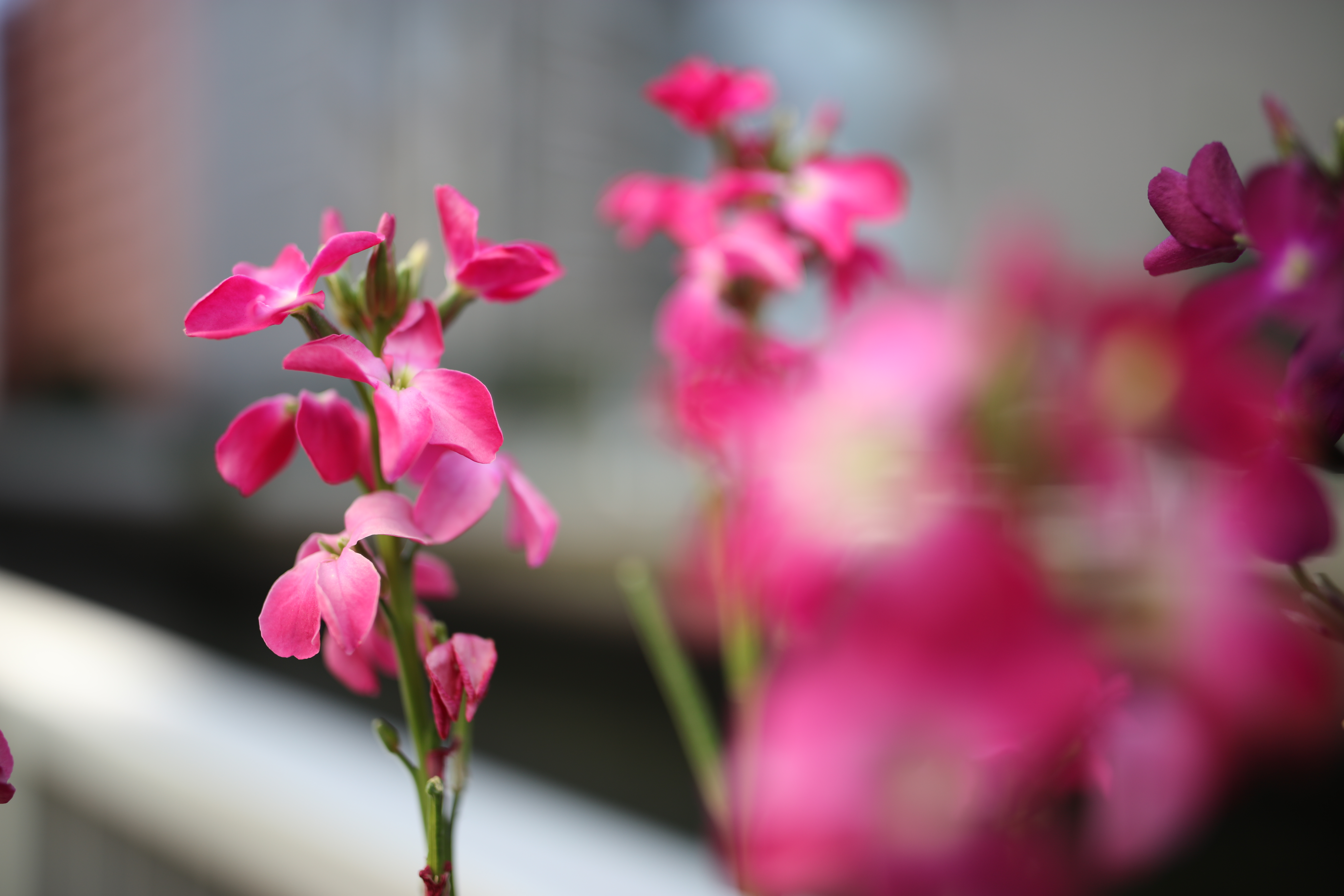 絞り開放・最短撮影距離（約30cm）で撮影。EOS 5Ds R / 1/640秒 / F1.4 / +0.7EV / ISO100 / 絞り優先AE / 28mm