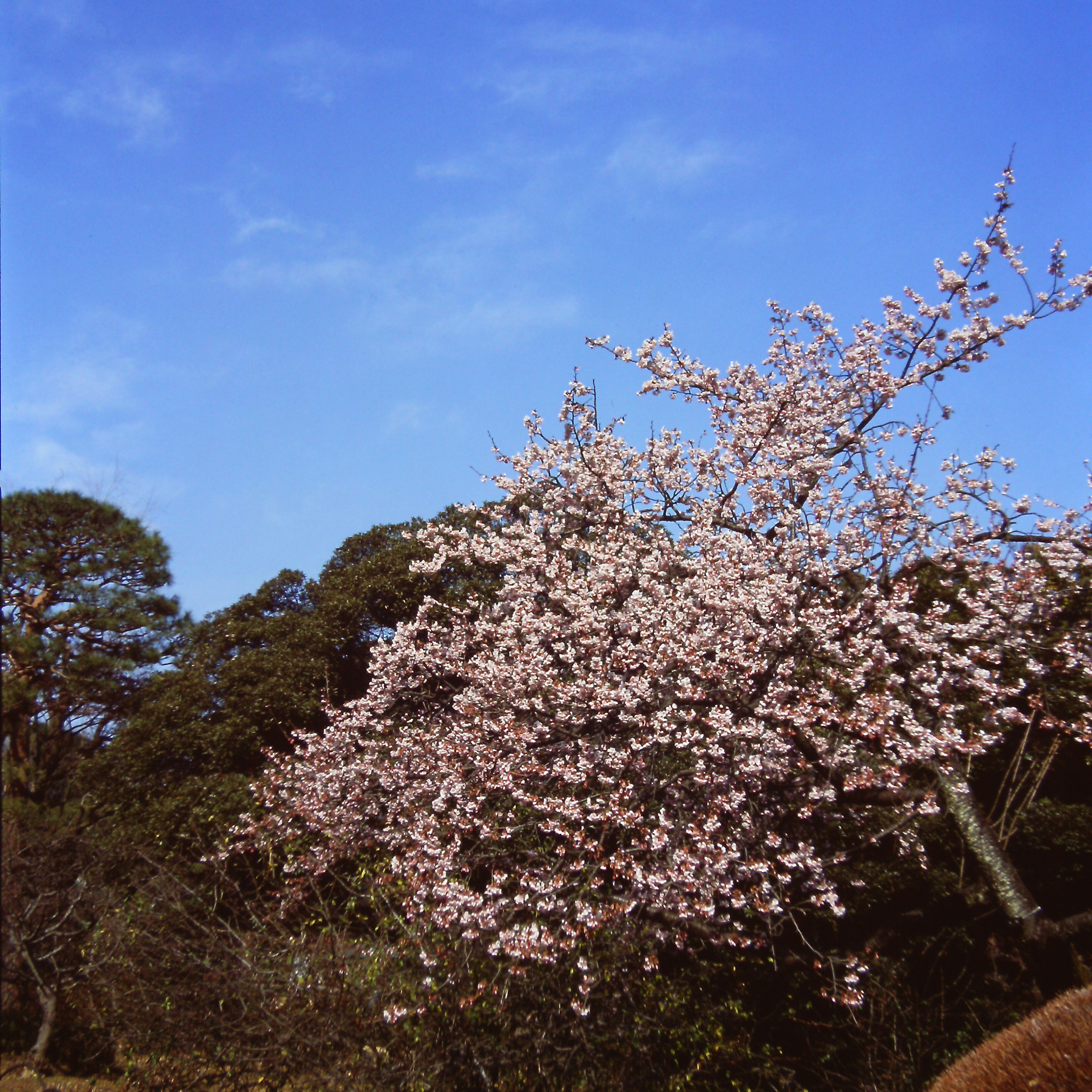 解像感はさほど高くないが、2Lサイズほどのプリントまでなら十分鑑賞に耐えられそうである。ハッセルブラッド503CW / プラナーT*80mm F2.8 / PROVIA