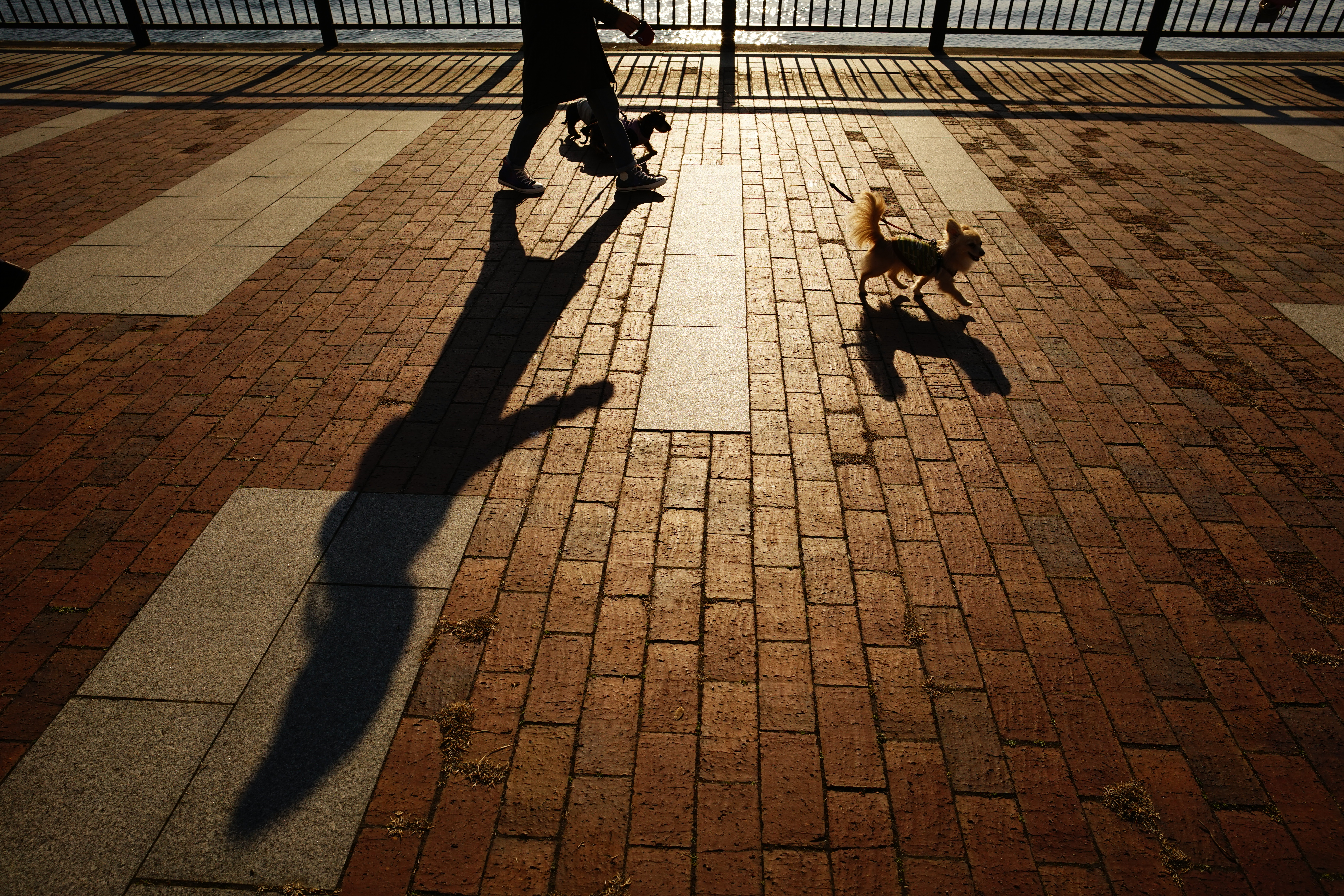 α7R II / 1/1,600秒 / F8 / -0.7EV / ISO400 / 絞り優先AE / 21mm