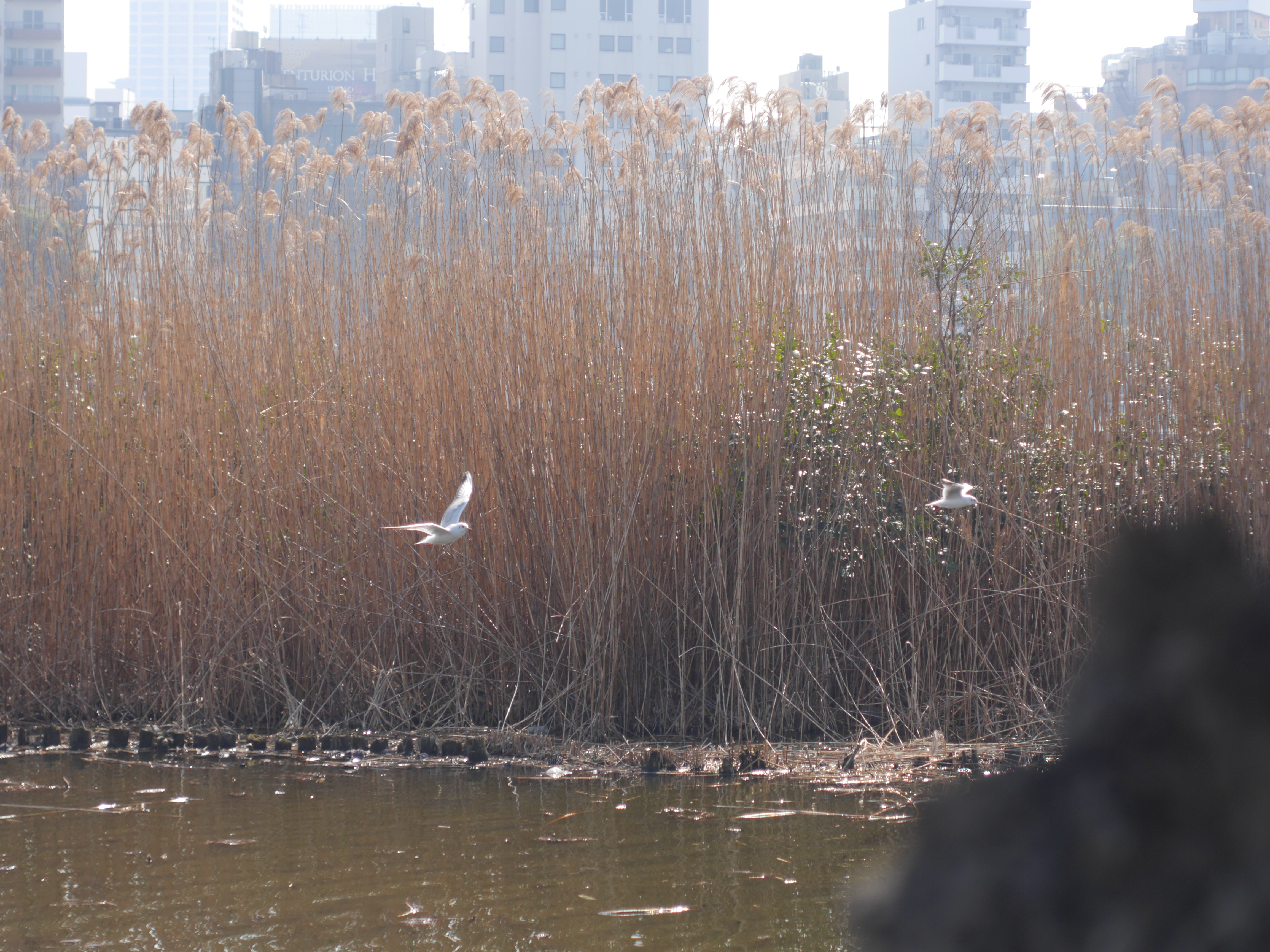 後のススキにピントを合わせているが、1本1本描写されている。前ボケ（岩）も素直なようだ。DMC-GH3 / 1/1,300秒 / F2.8 / 0EV / ISO200 / 絞り優先AE / 55mm