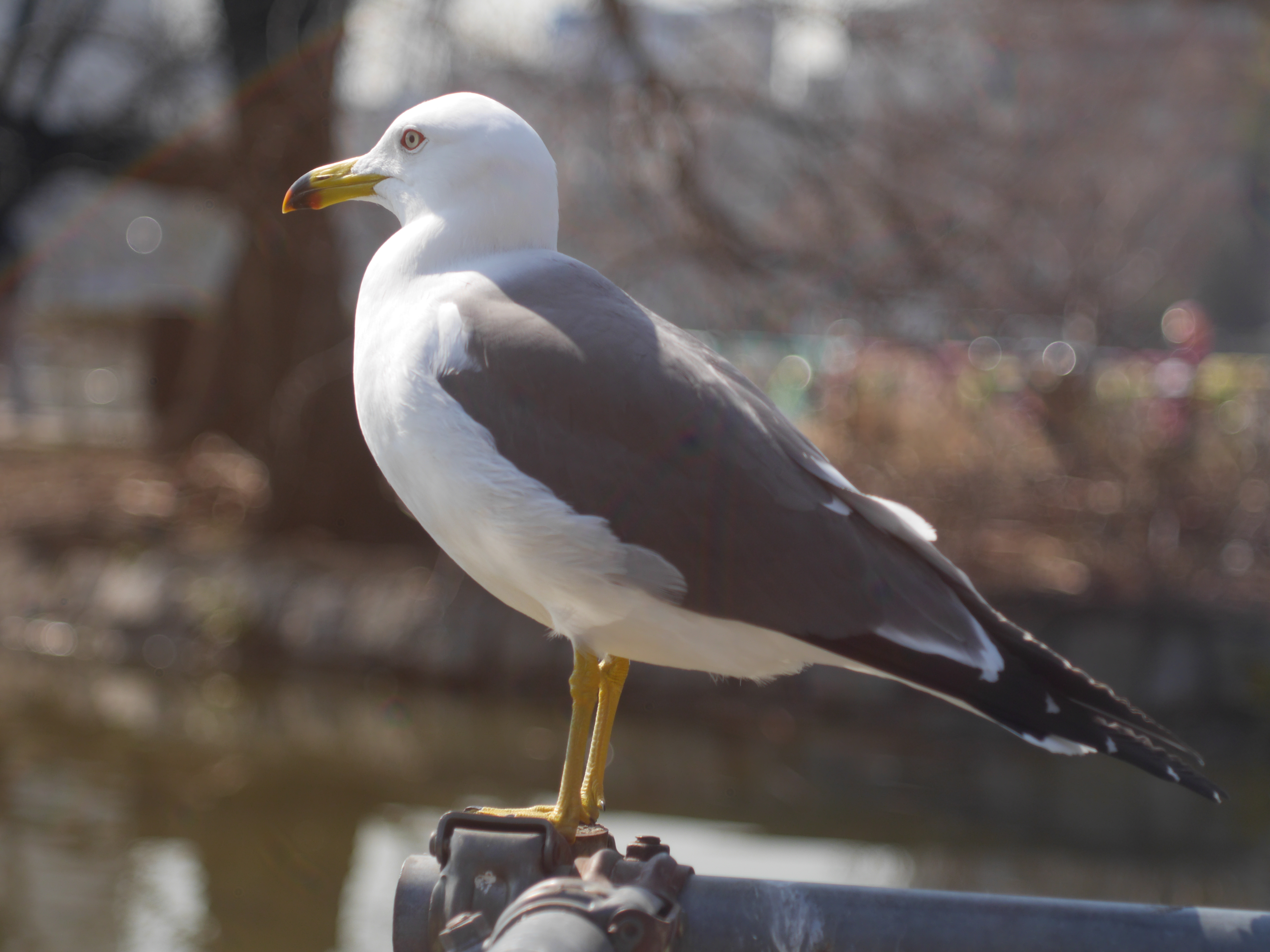 点光源のボケは、外周のリングが強く描写されるタイプのようだ。DMC-GH3 / 1/3,200秒 / F2.8 / -0.3EV / ISO200 / 絞り優先AE / 55mm