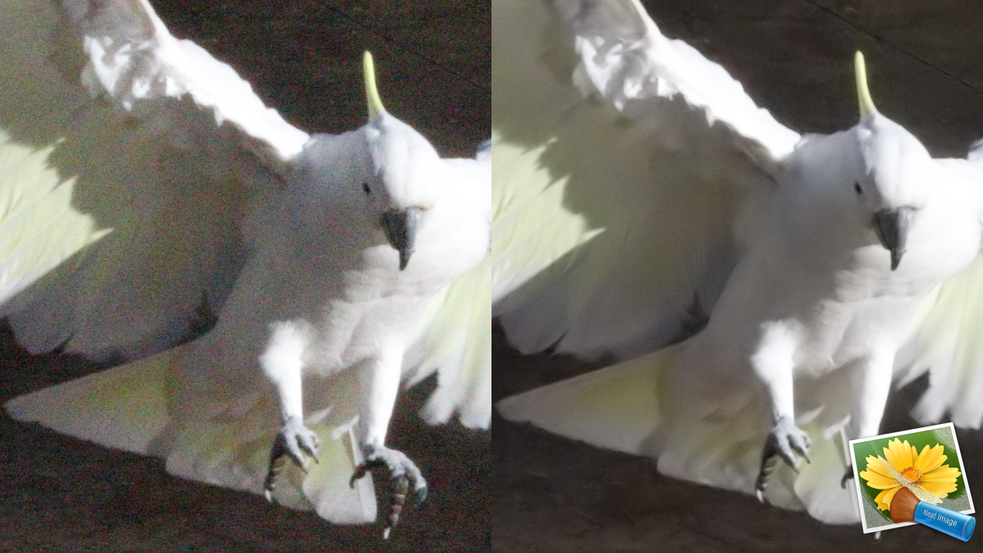 処理前（左）と処理後（右）