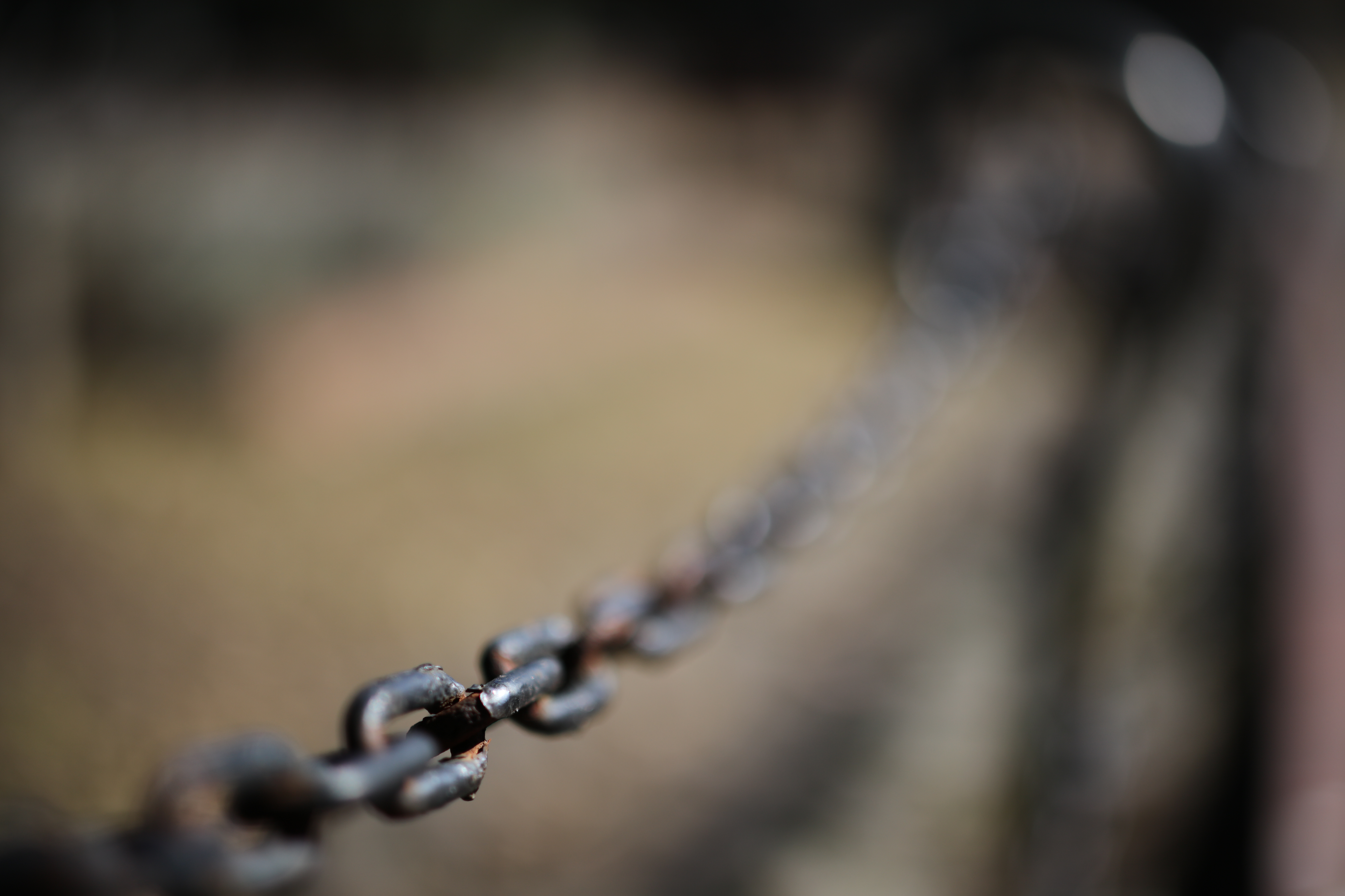 絞り開放・最短撮影距離（約45cm）で撮影。EOS 5Ds R / 1/6,400秒 / F1.4 / -0.3EV / ISO100 / 絞り優先AE / 50mm