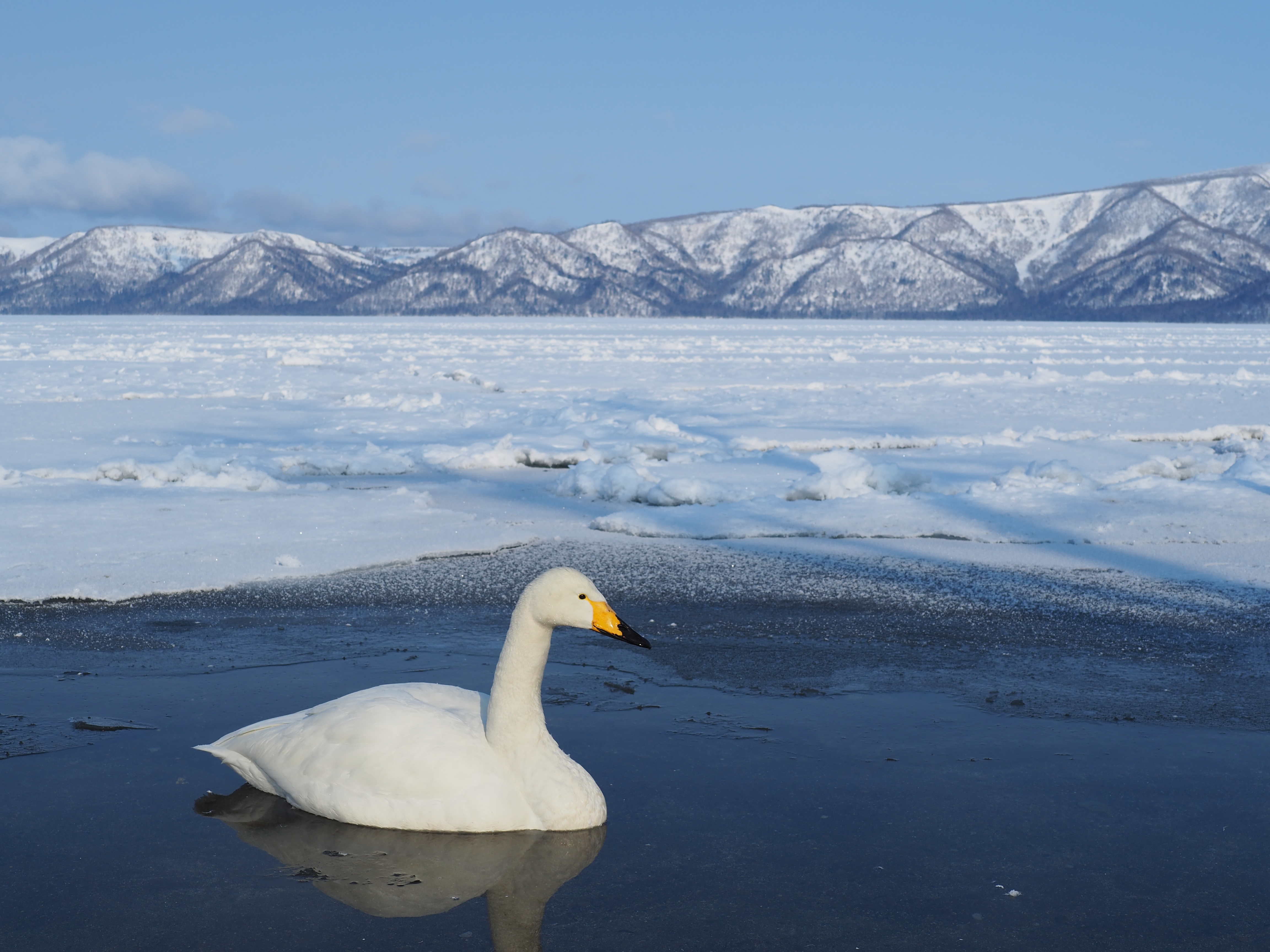 KOWA PROMINAR 25mm F1.8 / OLYMPUS OM-D E-M5 Mark II / F8 / 1/1000秒 / ISO200