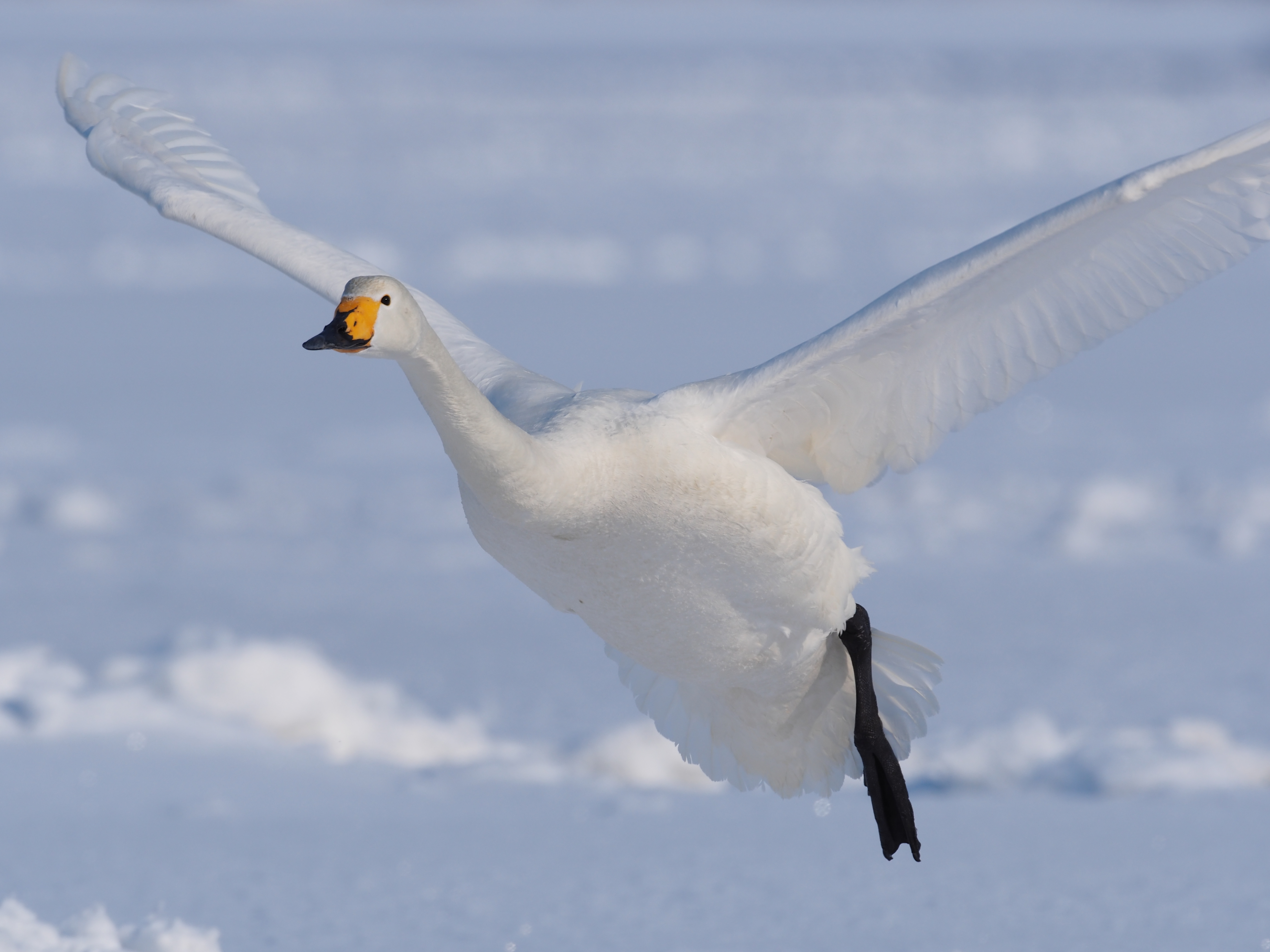 KOWA PROMINAR 500mm F5.6 FL / OLYMPUS OM-D E-M5 Mark II / F8 / 1/1,500秒 / ISO200