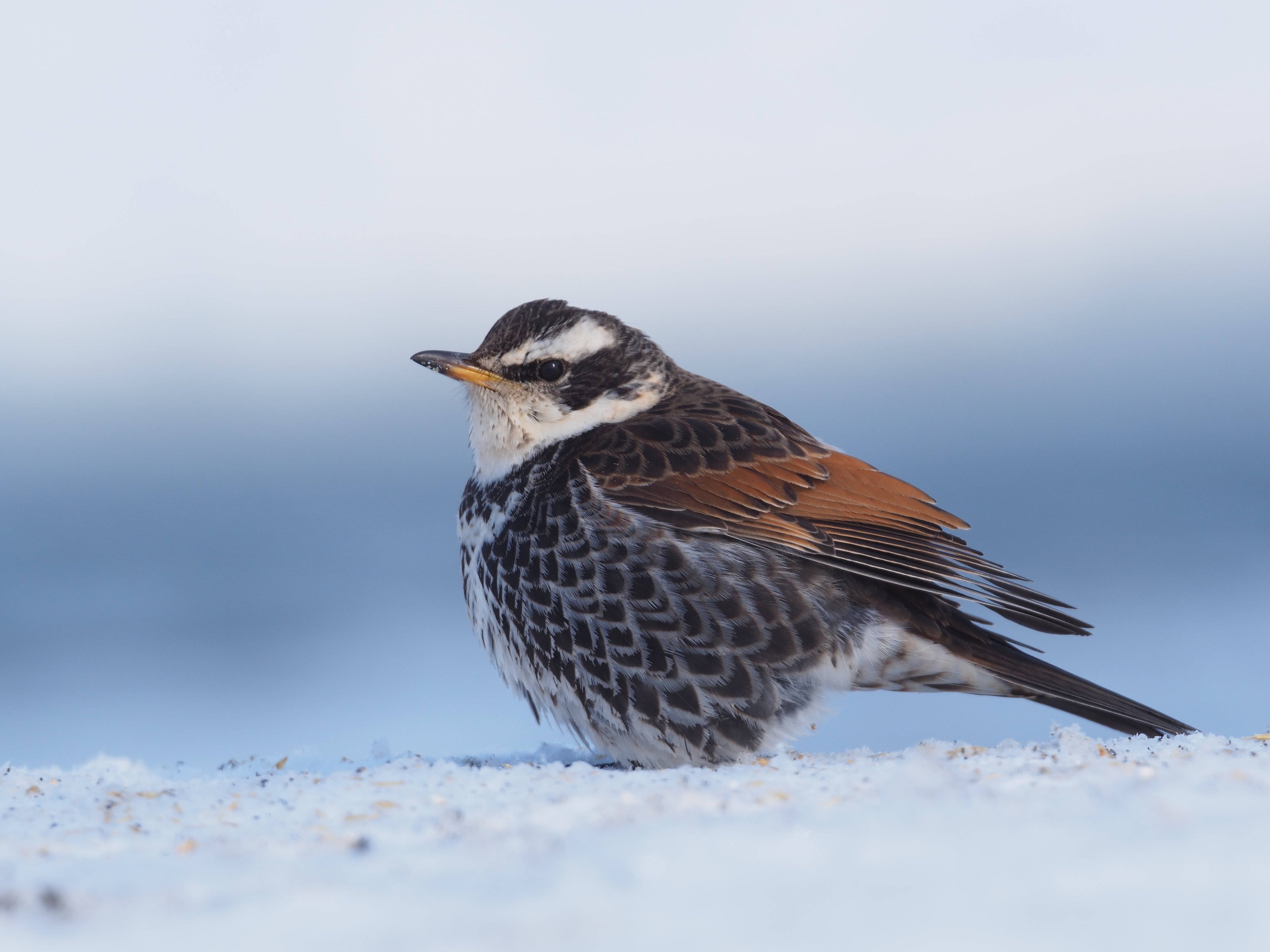 KOWA PROMINAR 500mm F5.6 FL / OLYMPUS OM-D E-M5 Mark II / F8 / 1/750秒 / ISO200