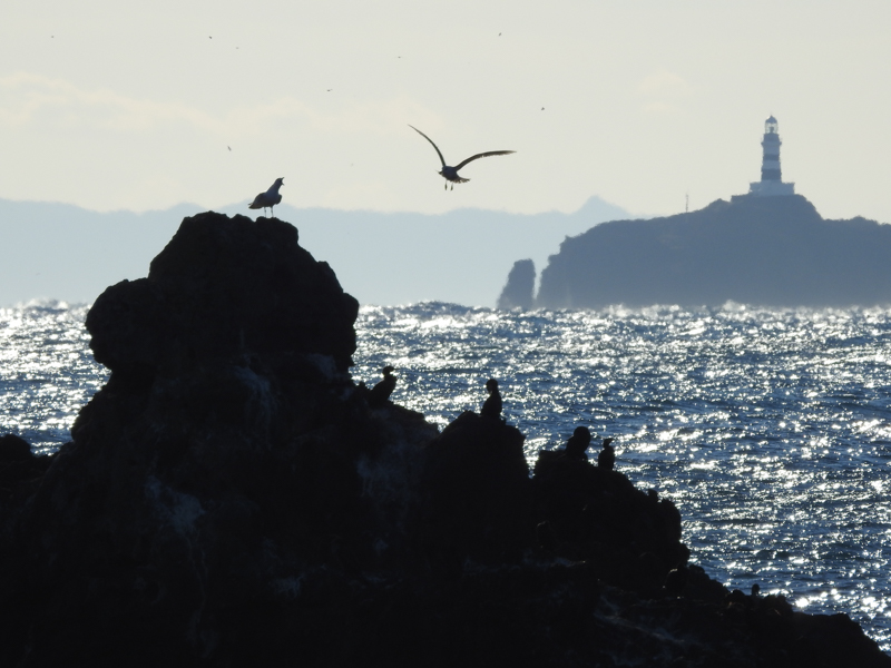 COOLPIX P900 / 1/800秒 / F8 / ISO 100 / 178mm（1,000mm相当）