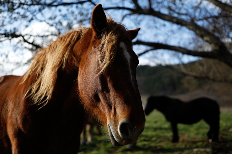 下北半島の尻屋崎にすむ寒立馬。ウマの群れに入り込み、そのうちの1頭に近づいていく。後ろにいる黒いウマの存在を十分考慮し、半逆光を活かして金髪を引き立たせ、強いコントラストで表現してみた。<br class=""><span class="fnt-85">EF35mm F1.4L II USM / EOS 5Ds / 絞り優先AE（F1.4、1/4,000秒、-0.7EV） / ISO 100</span>
