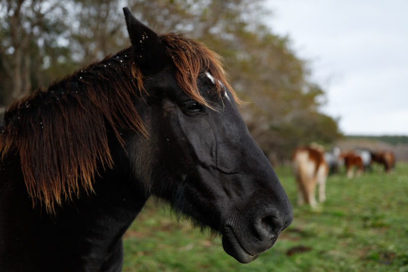 筋肉質で力強いウマの顔に惹かれ、キャッチライトの入った瞳にピントを合わせる。顔のアップではあるが、35mmという画角は背景も大きく取り入れることが可能であり、浅い絞りを活かしてバックの群れをぼかして配置した。<br class=""><span class="fnt-85">EF35mm F1.4L II USM / EOS 5Ds / 絞り優先AE（F1.4、1/640秒、-1.3EV） / ISO 100</span>
