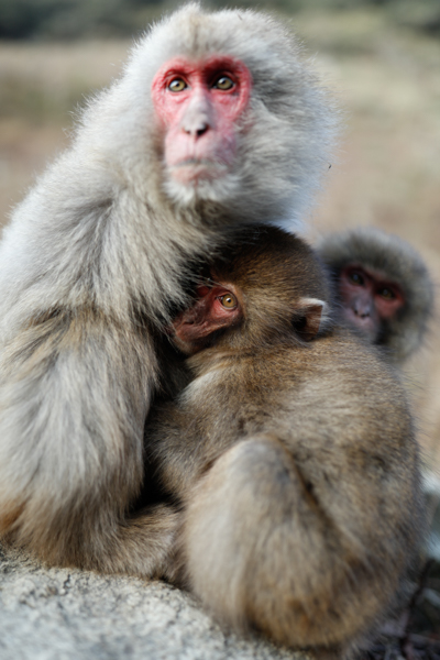 母ザルの胸元に顔を寄せ、寒さをしのぐ子ザル。バックをシンプルにし、被写体にグッと寄ると、望遠レンズのようなイメージとなる。このレンズは使い方次第でさまざまな表現が可能で、とても面白く、ユニークな存在だ。<br class=""><span class="fnt-85">EF35mm F1.4L II USM / EOS 5Ds / 絞り優先AE（F1.4、1/320秒、-0.7EV） / ISO 100</span>