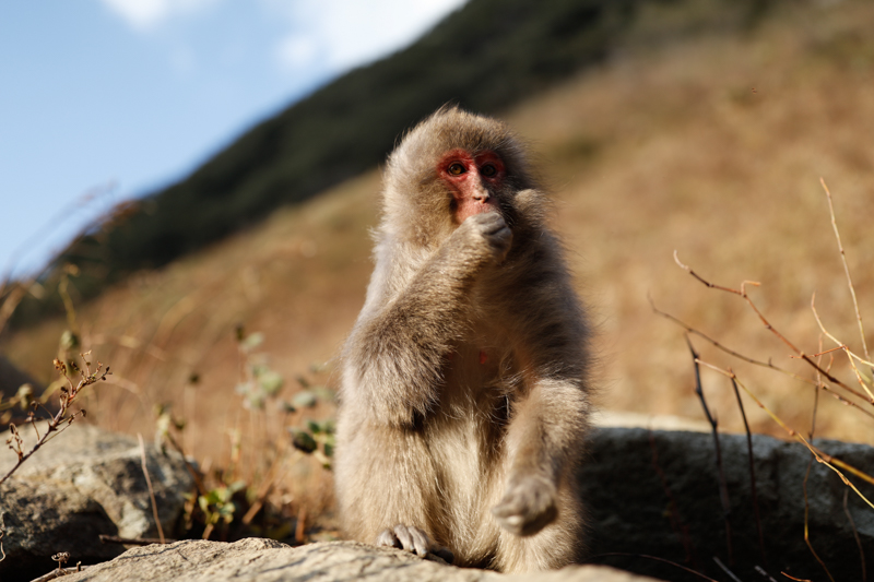 少しだけ被写体から離れ、周りの環境を入れつつ撮影した。バックがほどよくぼけ、サルを浮き立たせながらも状況を克明に伝えることができた。<br class=""><span class="fnt-85">EF35mm F1.4L II USM / EOS 5Ds / 絞り優先AE（F1.4、1/2,500秒、-0.7EV） / ISO 100</span>