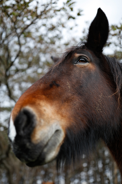 鼻先から耳までを縦にフレーミングし、顔の長さを表現してみた。目に合わせたピント位置からなだらかに、かつ大胆に鼻先や耳へと大きくボケが広がっている。<br class=""><span class="fnt-85">EF35mm F1.4L II USM / EOS 5Ds / 絞り優先AE（F1.4、1/800秒、-0.7EV） / ISO 100</span>