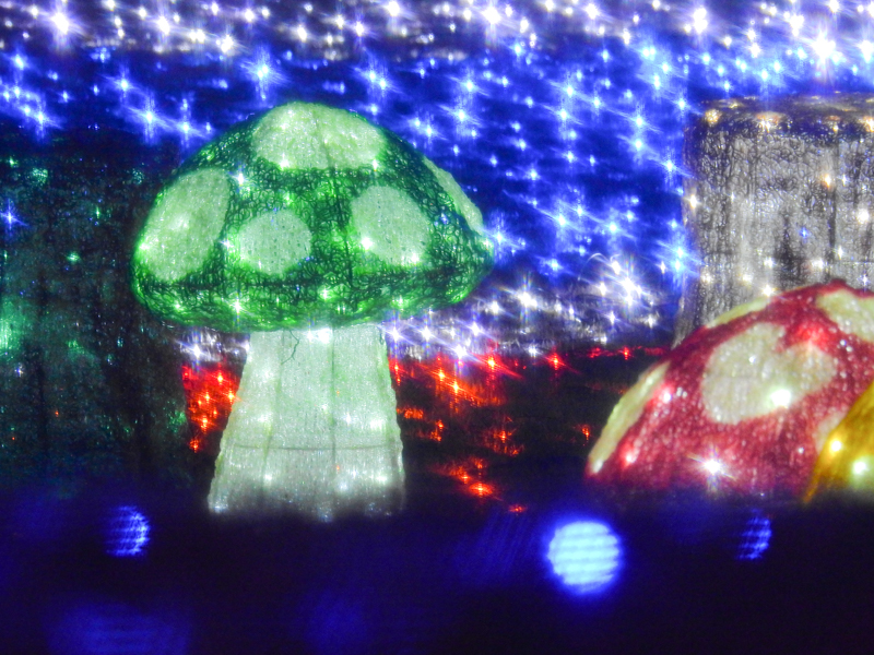 COOLPIX P900 / 1/13秒 / F5 / ISO 1600 / 107mm（600mm相当）