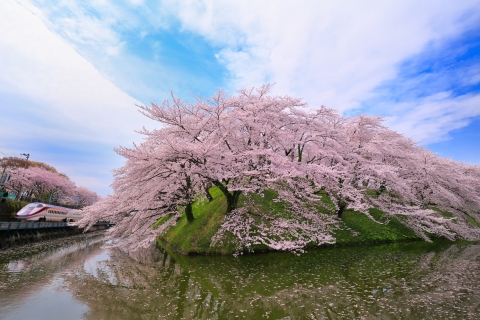 日本全国・桜の名所の撮影情報が満載 デジタルカメラマガジン4月号