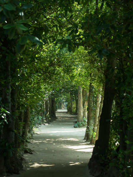 幻想的な緑のトンネル。光量が少なく、手持ち撮影だとシャッター速度に不安があったが、5軸の手ブレ補正が威力を発揮してくれた。（本部町　フクギ並木）<br class=""><span class="fnt-85">オリンパス OM-D E-M5 Mark II / M.ZUIKO DIGITAL ED 40-150mm F2.8 PRO / 40mm（80mm相当） / 絞り優先AE（F3.5、1/100秒、-0.7EV） / ISO 200</span>