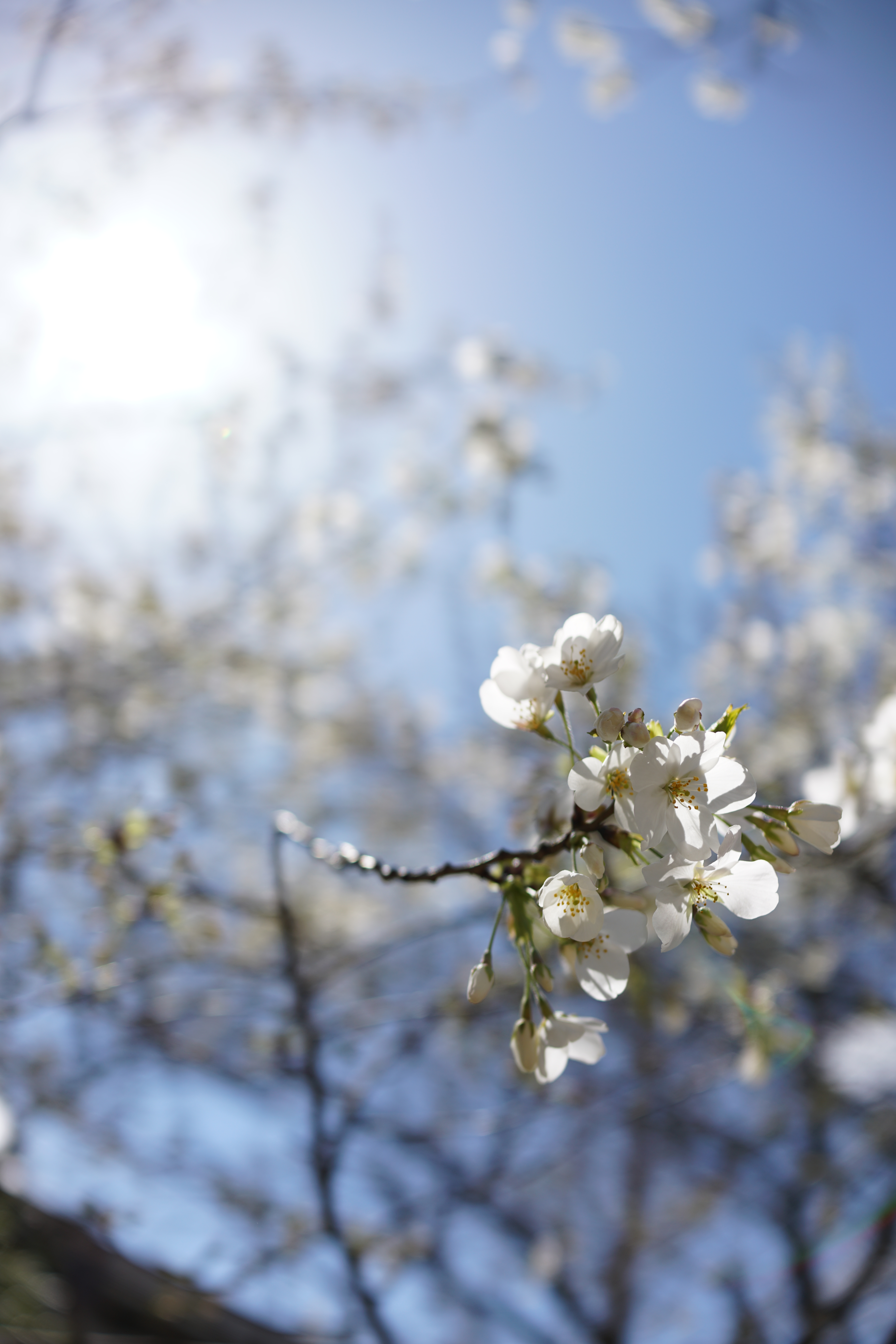 RX1R II / 7,952×5,304 / 1/2,000秒 / F2.8 / ±0EV / ISO100 / WB:オート