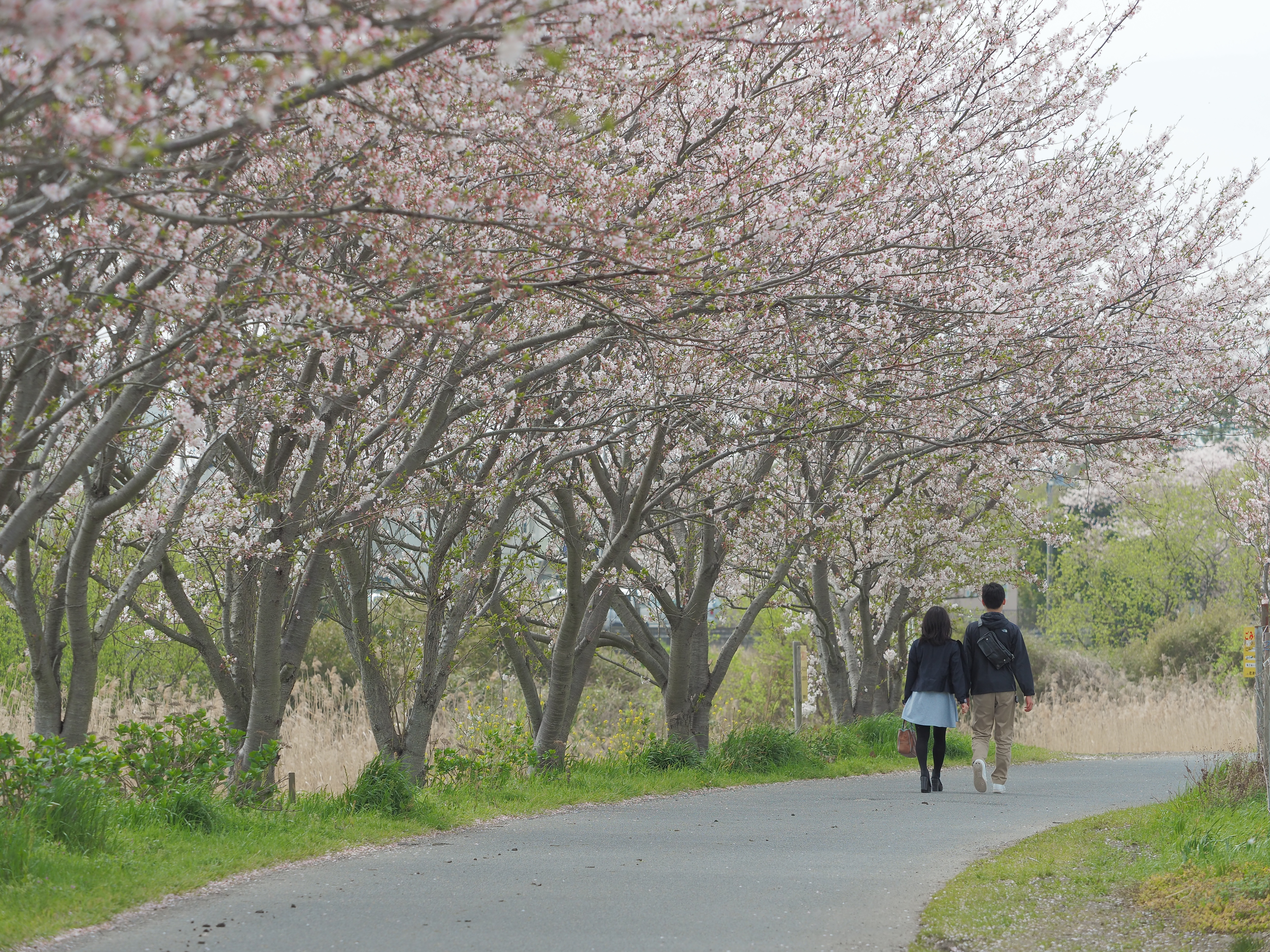 カラープロファイル(0,-2)(1,-2)(2,+3)(3,+2)(4,+2)(5,+2)(6,+3)(7,+2)(8,+3)(9,0)(10,0)(11,-1)、ハイライト-5,シャドウ+5