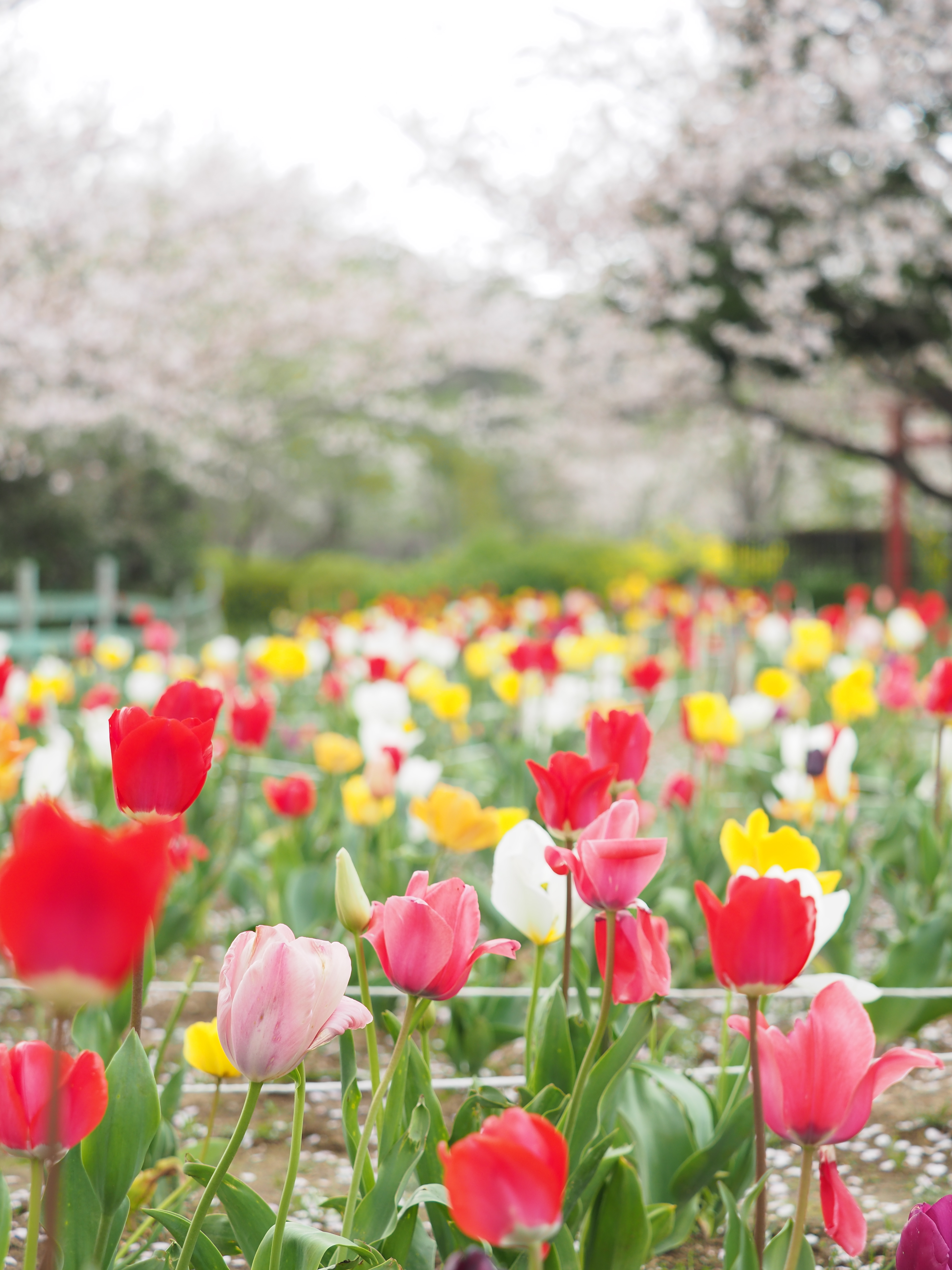 ピクチャーモードNaturalでRAW現像