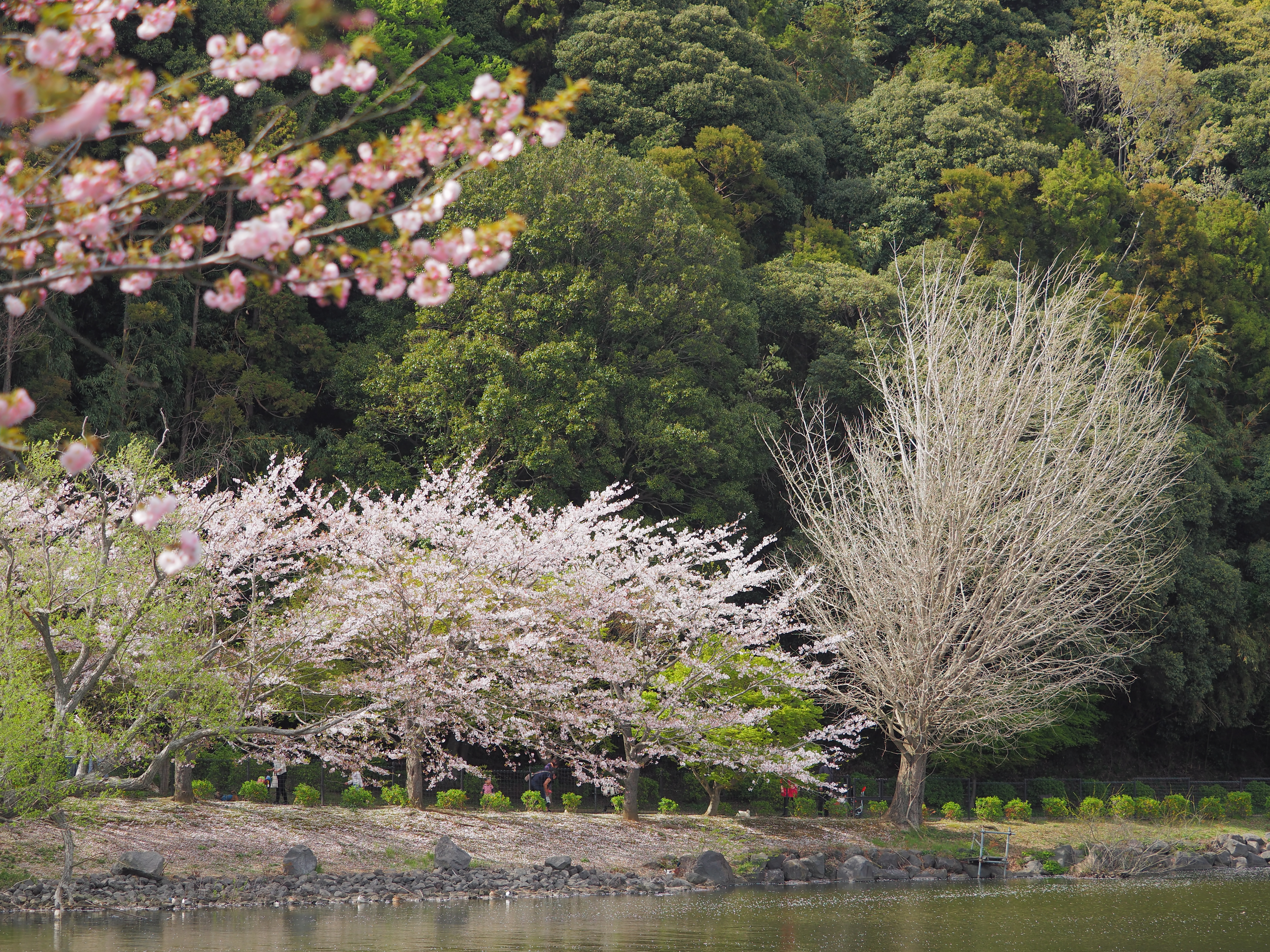 カラープロファイル(0,+1)(1,+2)(2,+3)(3,+3)(4,+3)(5,+2)(6,+1)(7,+1)(8,+3)(9,+2)(10,+1)(11,+2)、ハイライト-4,シャドウ+3