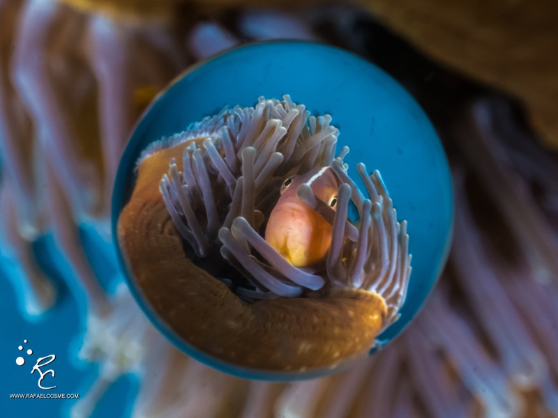 作例（シーアンドシー・サンパック提供）