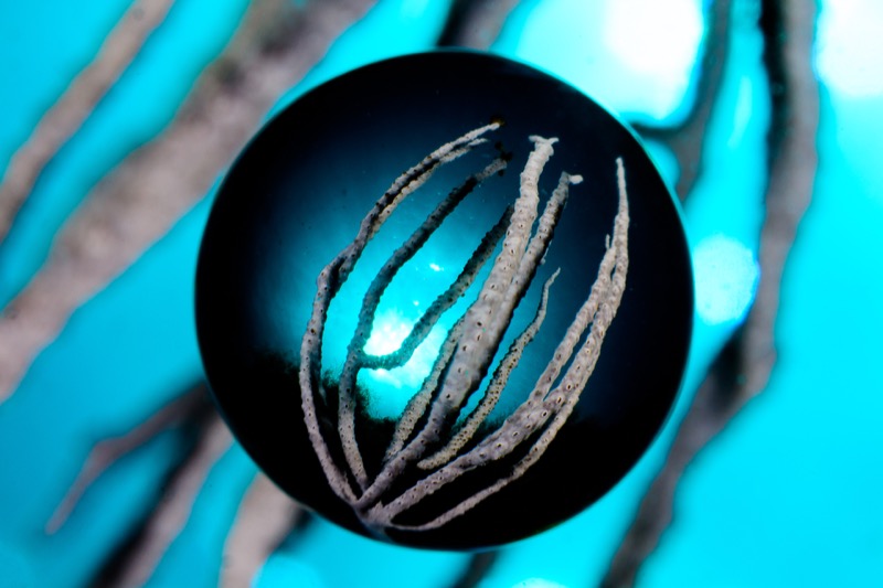 作例（シーアンドシー・サンパック提供）