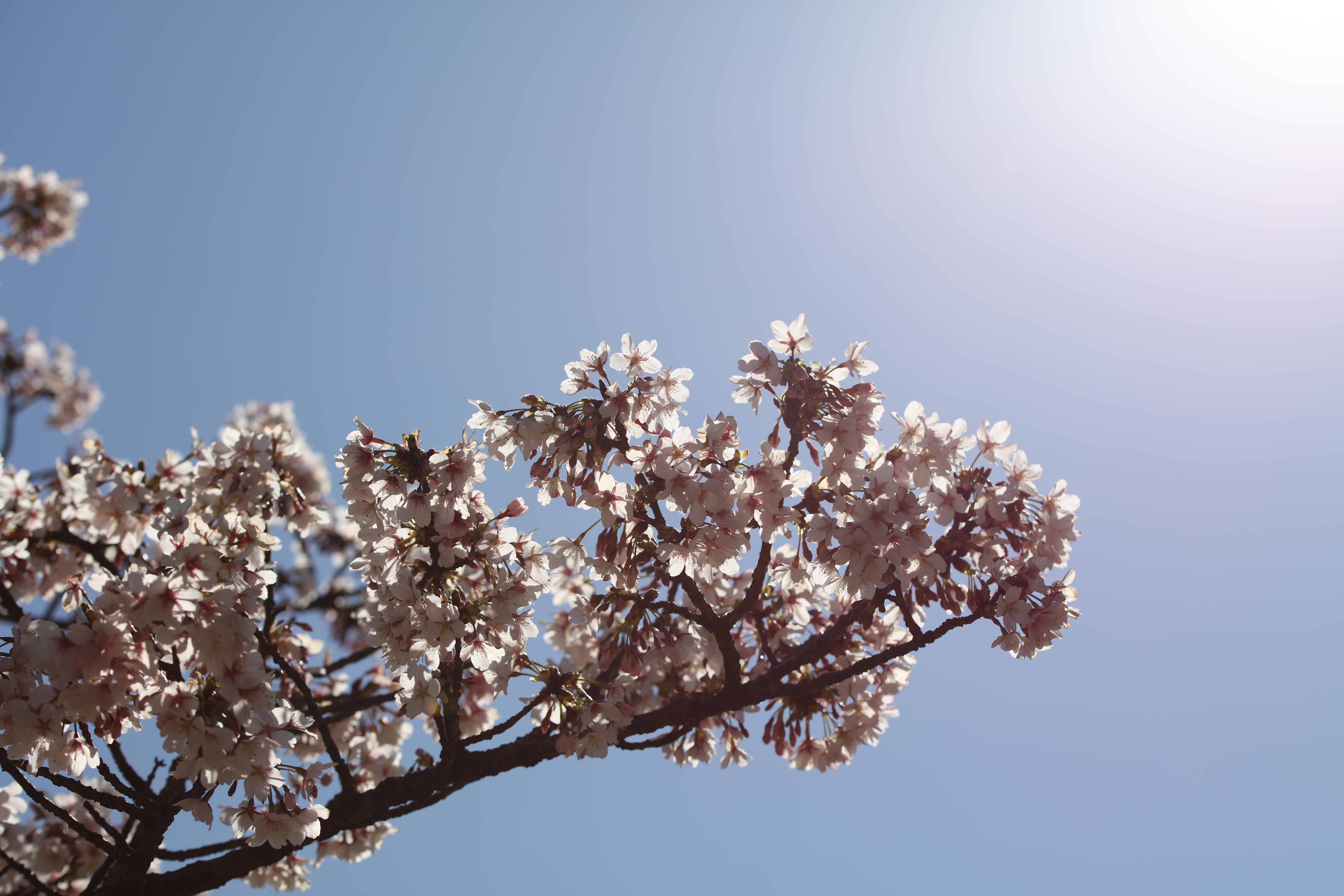 太陽が画面外にある逆光で撮影。EOS 5DS R / 1/1,000秒 / F5.6 / 0EV / ISO100 / 絞り優先AE / 90mm