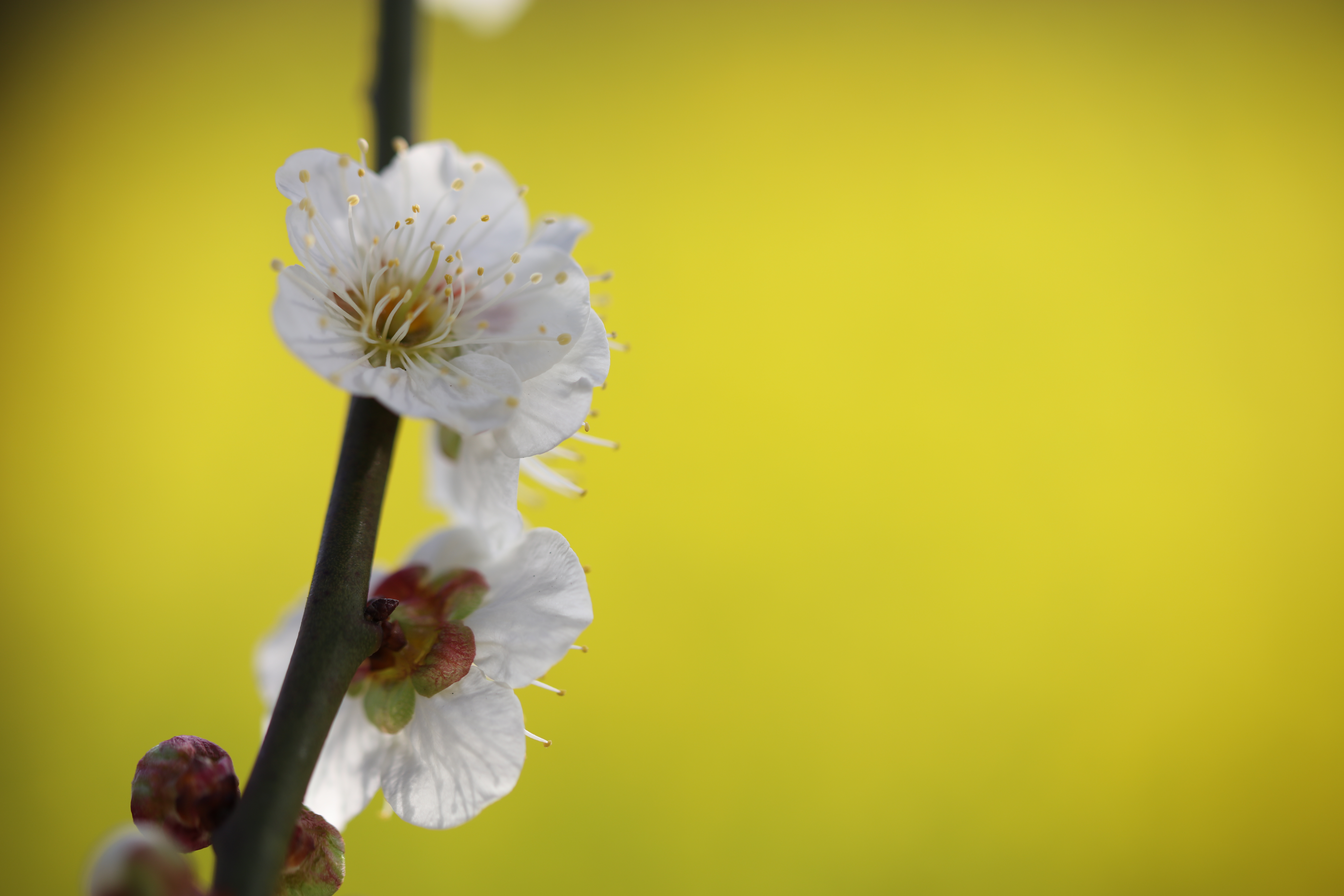 EOS 5DS R / 1/500秒 / F2.8 / +1EV / ISO100 / 絞り優先AE / 90mm