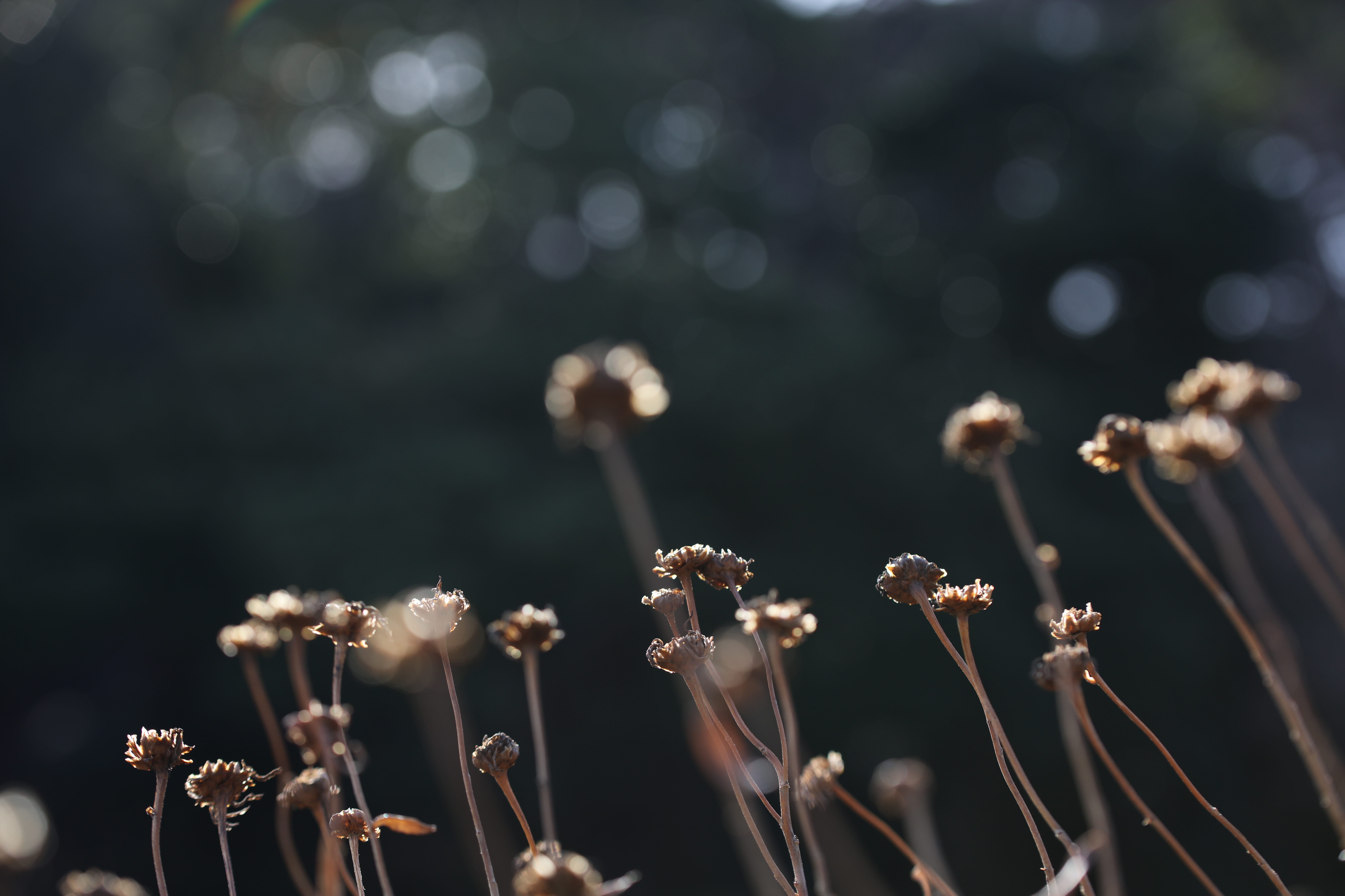 EOS 5DS R / 1/250秒 / F4 / -1.7EV / ISO100 / 絞り優先AE / 90mm