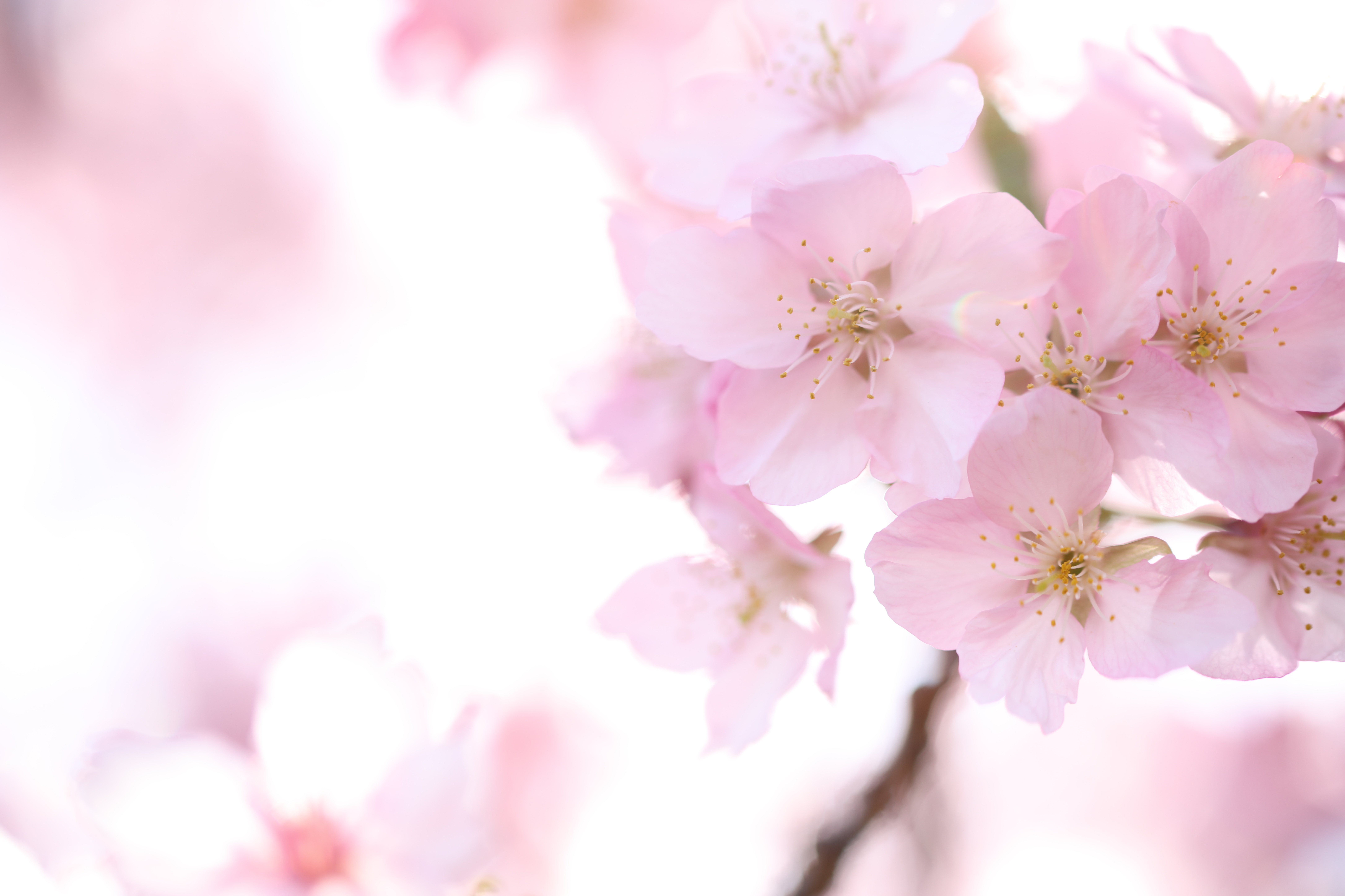 EOS 5DS R / 1/125秒 / F2.8 / +2.3EV / ISO100 / 絞り優先AE / 90mm