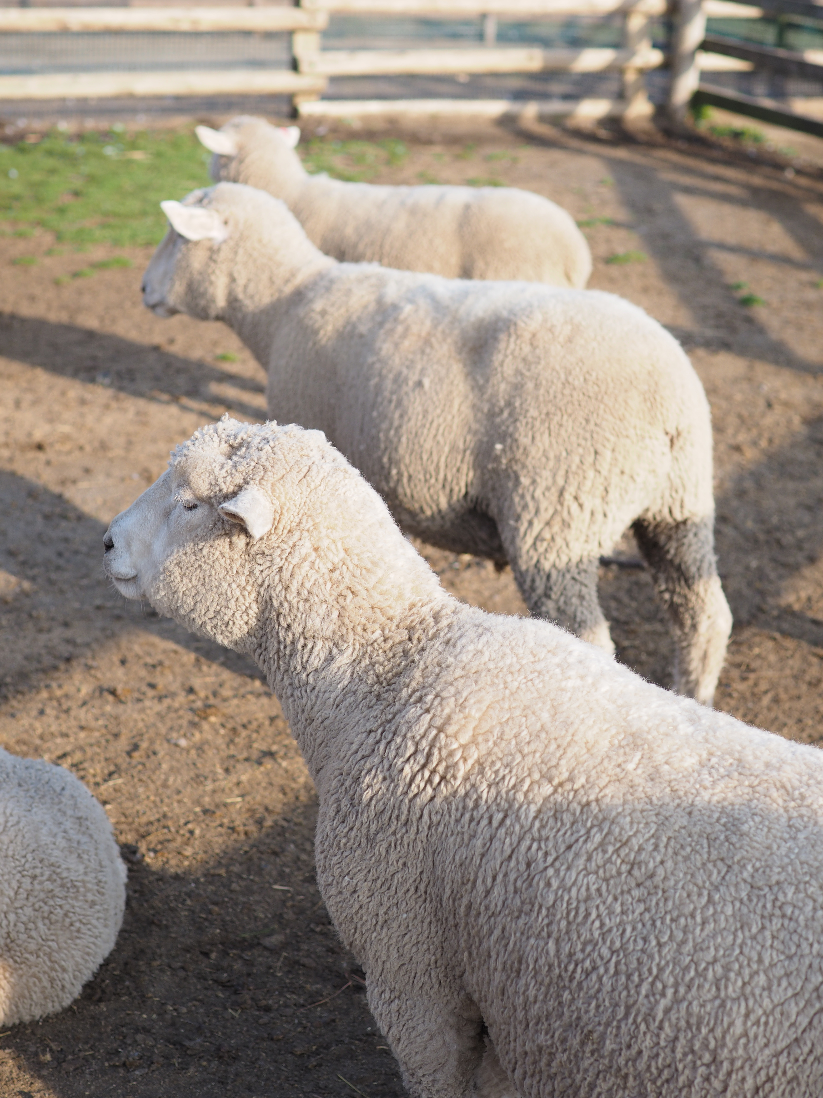 E-M1 / 1/1,250秒 / F2.8 / +0.3EV / ISO200 / 絞り優先AE / 30mm