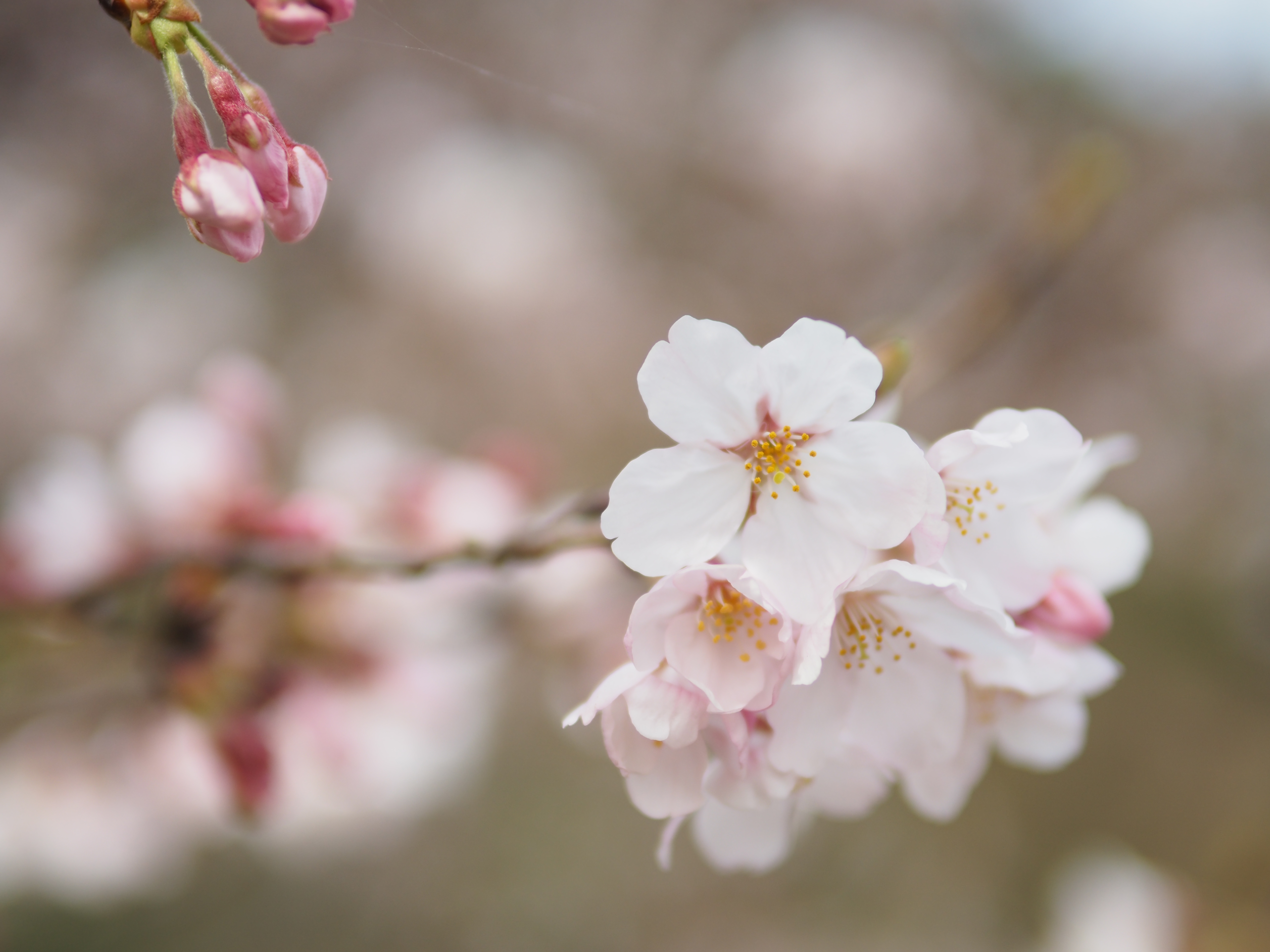PEN-F / 1/3,200秒 / F1.6 / +1EV / ISO200 / 絞り優先AE / 30mm