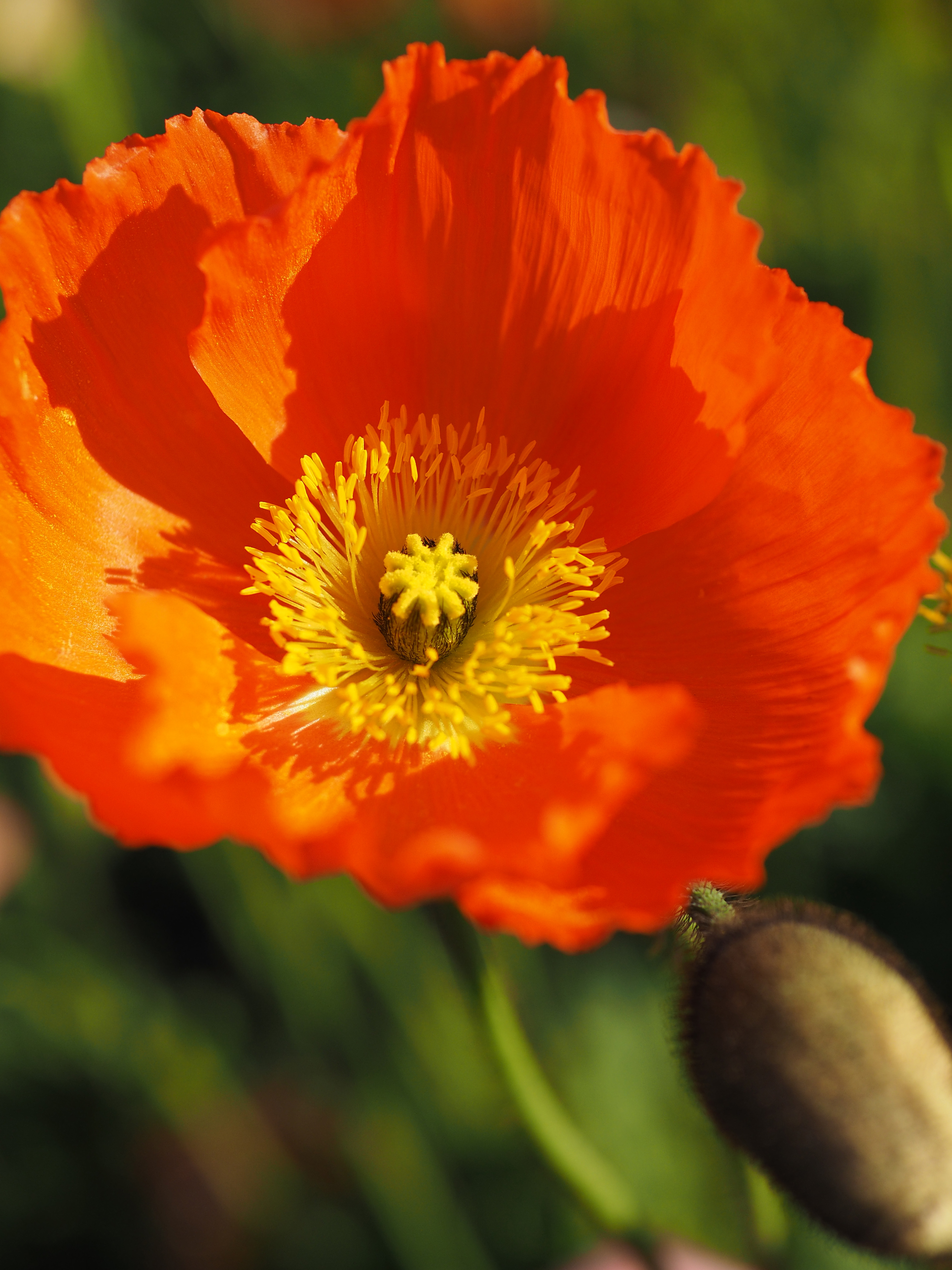 E-M1 / 1/3,200秒 / F2.8 / -0.7EV / ISO200 / 絞り優先AE / 30mm