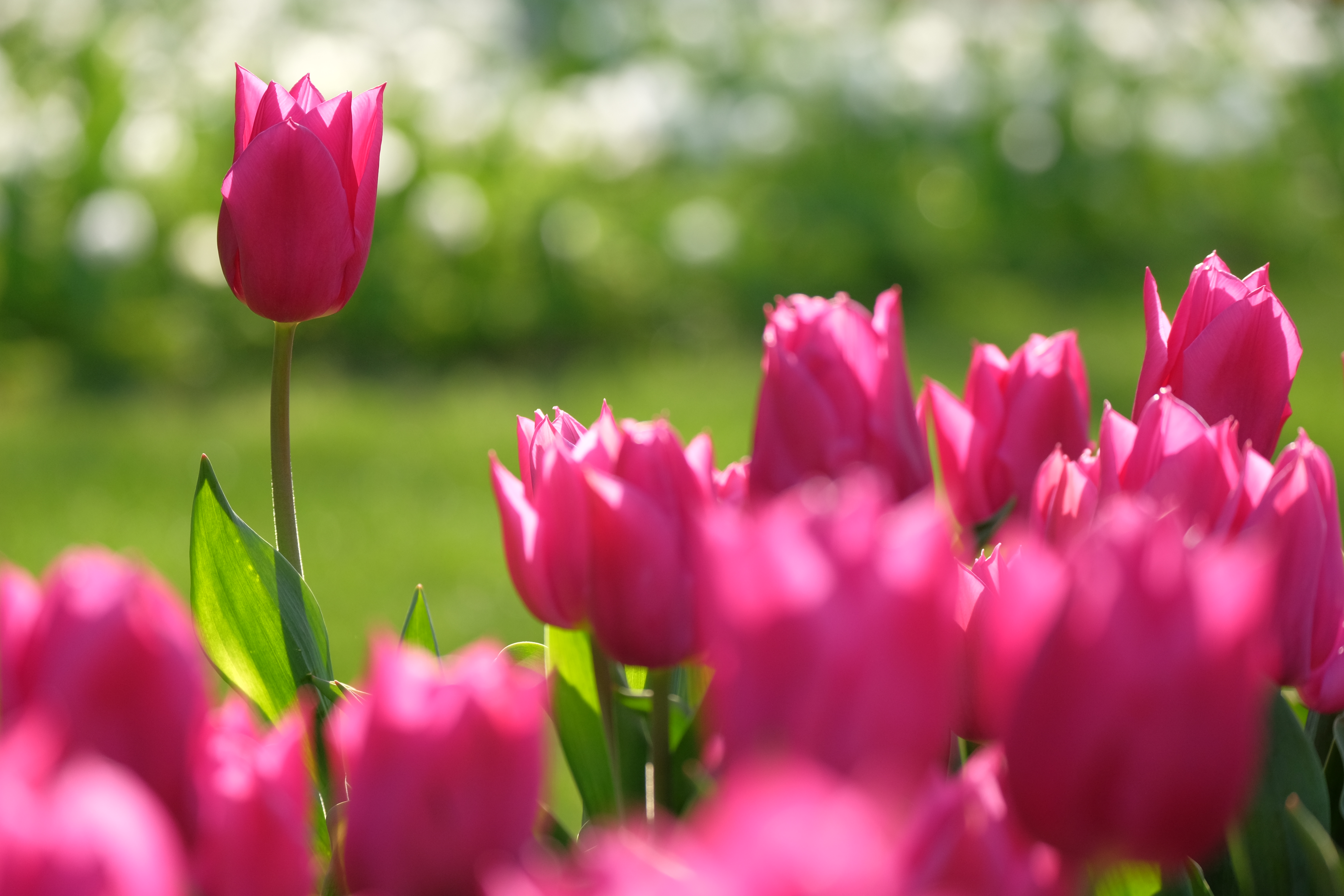 絞り開放・距離数mで撮影。X-T1 / 1/640秒 / F4.5 / 0EV / ISO400 / マニュアル / 100mm