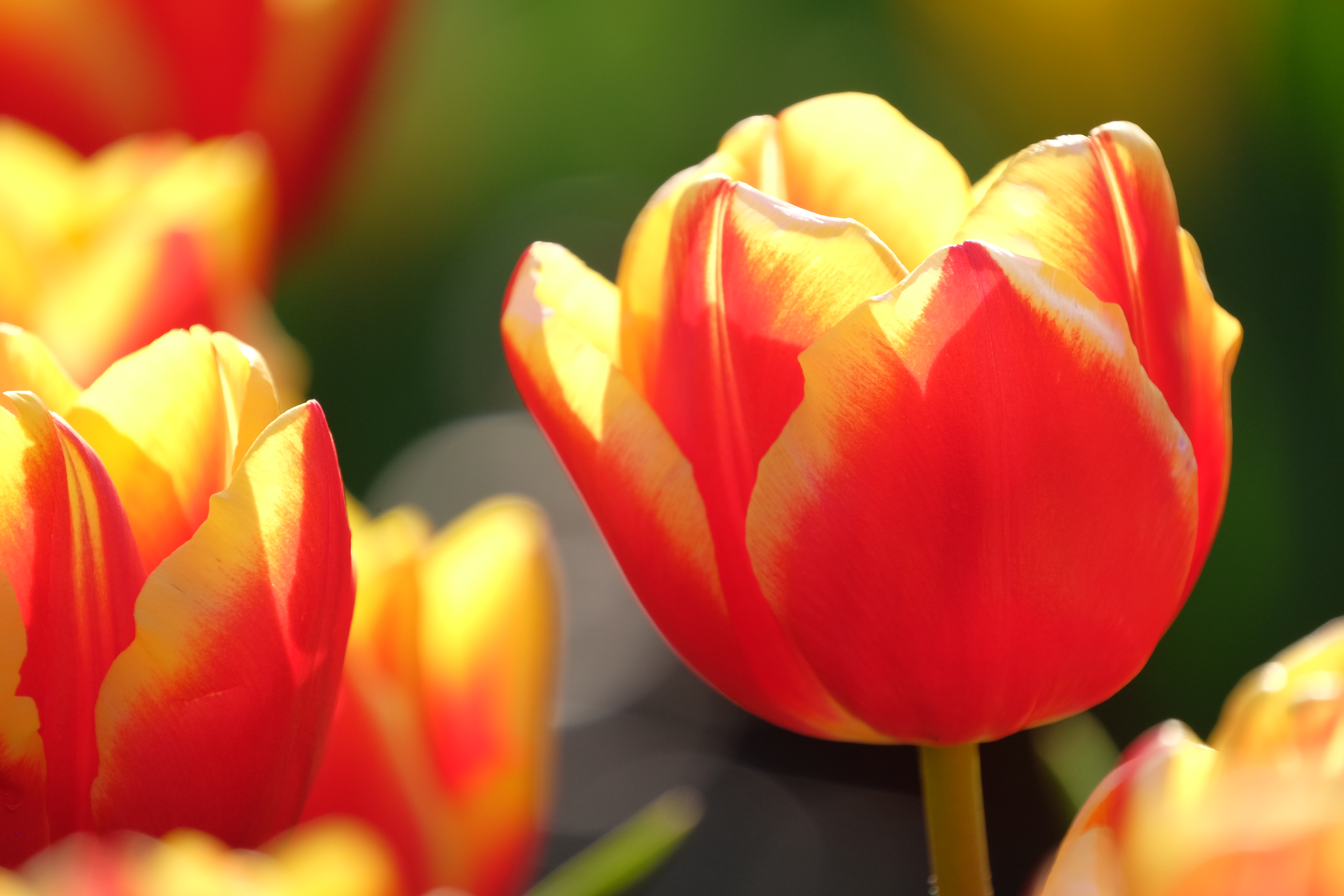 絞り開放・最短撮影距離（約175cm）で撮影。X-T1 / 1/500秒 / F5.6 / 0EV / ISO400 / マニュアル / 400mm