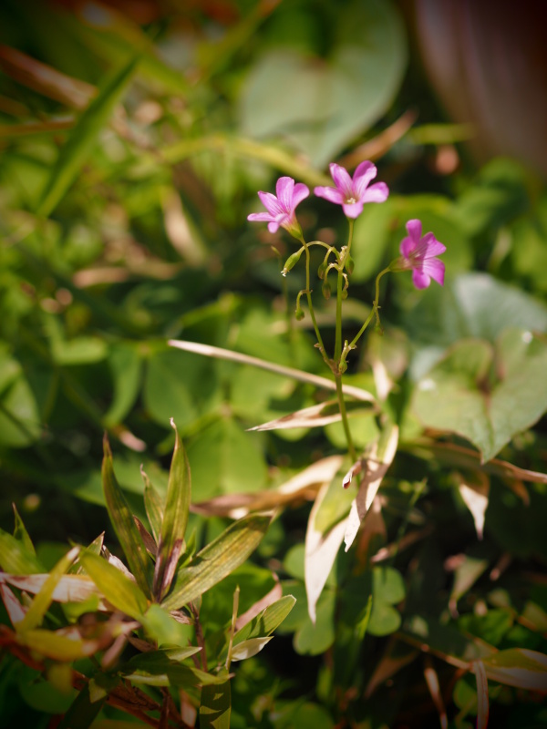 アート：トイIII