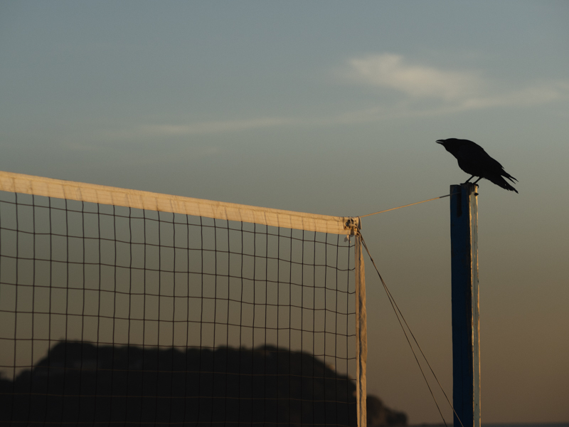 鵠沼海岸に常設してあるビーチバレーのコート。よくトンビが観光客の食べ物を狙っているが、そのトンビの食べこぼしを担当するのがカラス。150mm相当の望遠でとらえた<br class=""><span class="fnt-85">オリンパス OM-D E-M1 / M.ZUIKO DIGITAL ED 75mm F1.8 / 75mm（150mm相当） / 絞り優先AE（F2.8、1/4,000秒、-0.3EV） / ISO 200</span>