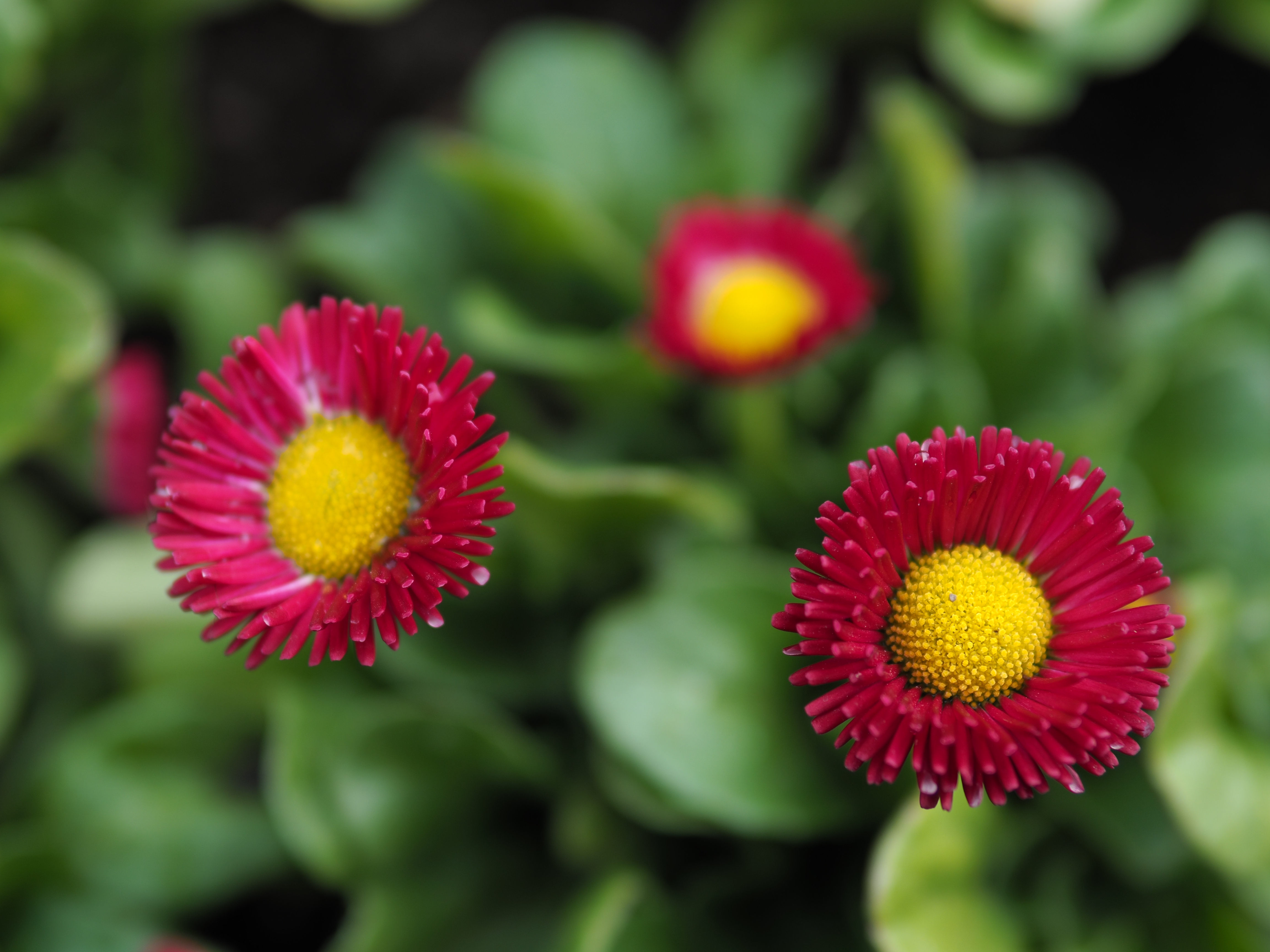 ほぼ最短撮影距離での撮影。開放だとふわっとしすぎるので1段絞ってみた。拡大表示+MFで体を前後させながらピントを合わせるのだが、E-M5 Mark IIの手ブレ補正は強力なので、14倍に拡大しても画面が安定する。こういうときにすごく助けられる。E-M5 Mark II / SIGMA 30mm F1.4 DC DN / 1/200秒 / F2 / -0.7EV / ISO100 / 絞り優先 / 30mm