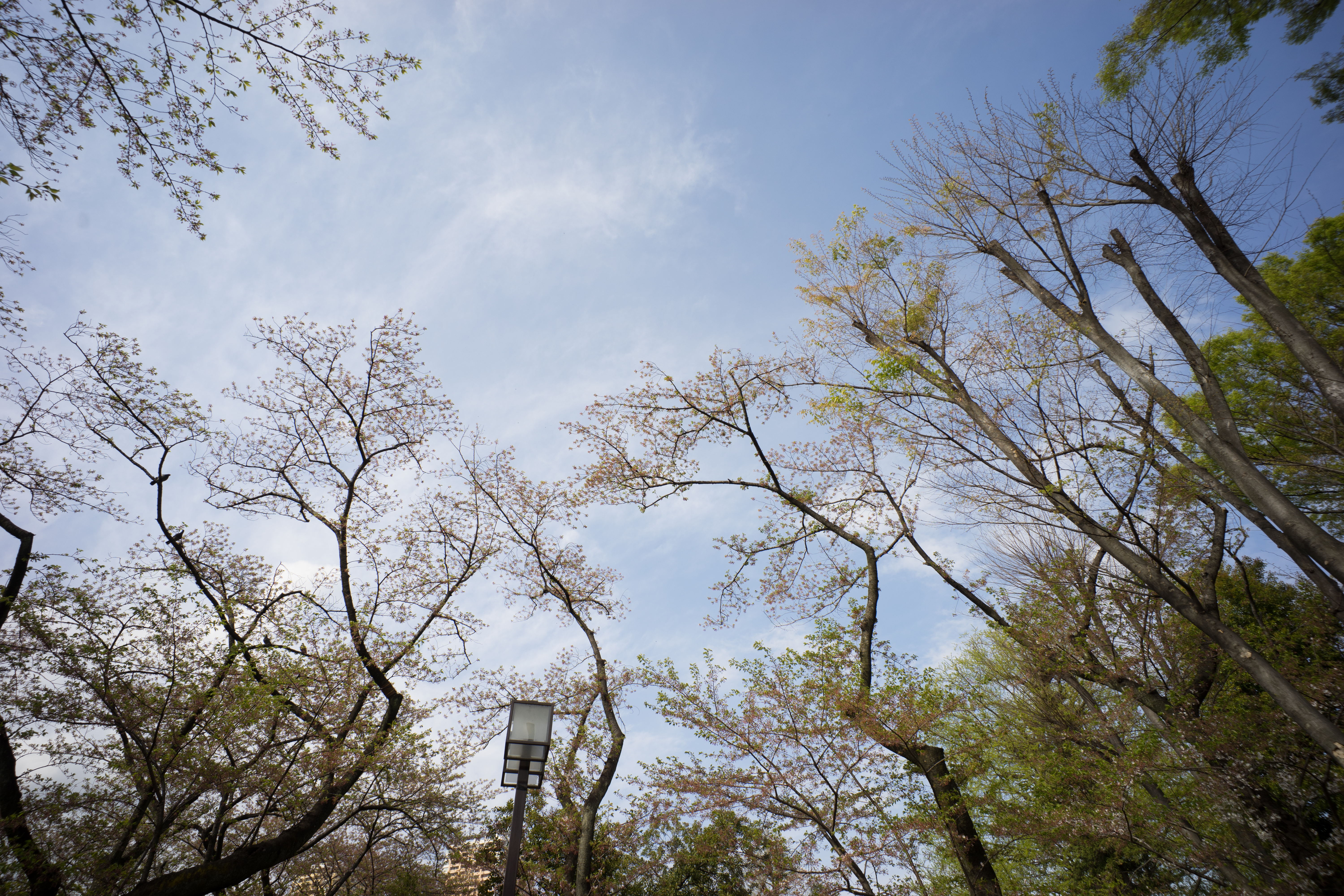 α7 II / Super-Elmar-M F3.8/18mm ASPH. / LM-EA7 / 1/200秒 / F8 / ±0EV / ISO100 / WB:オート