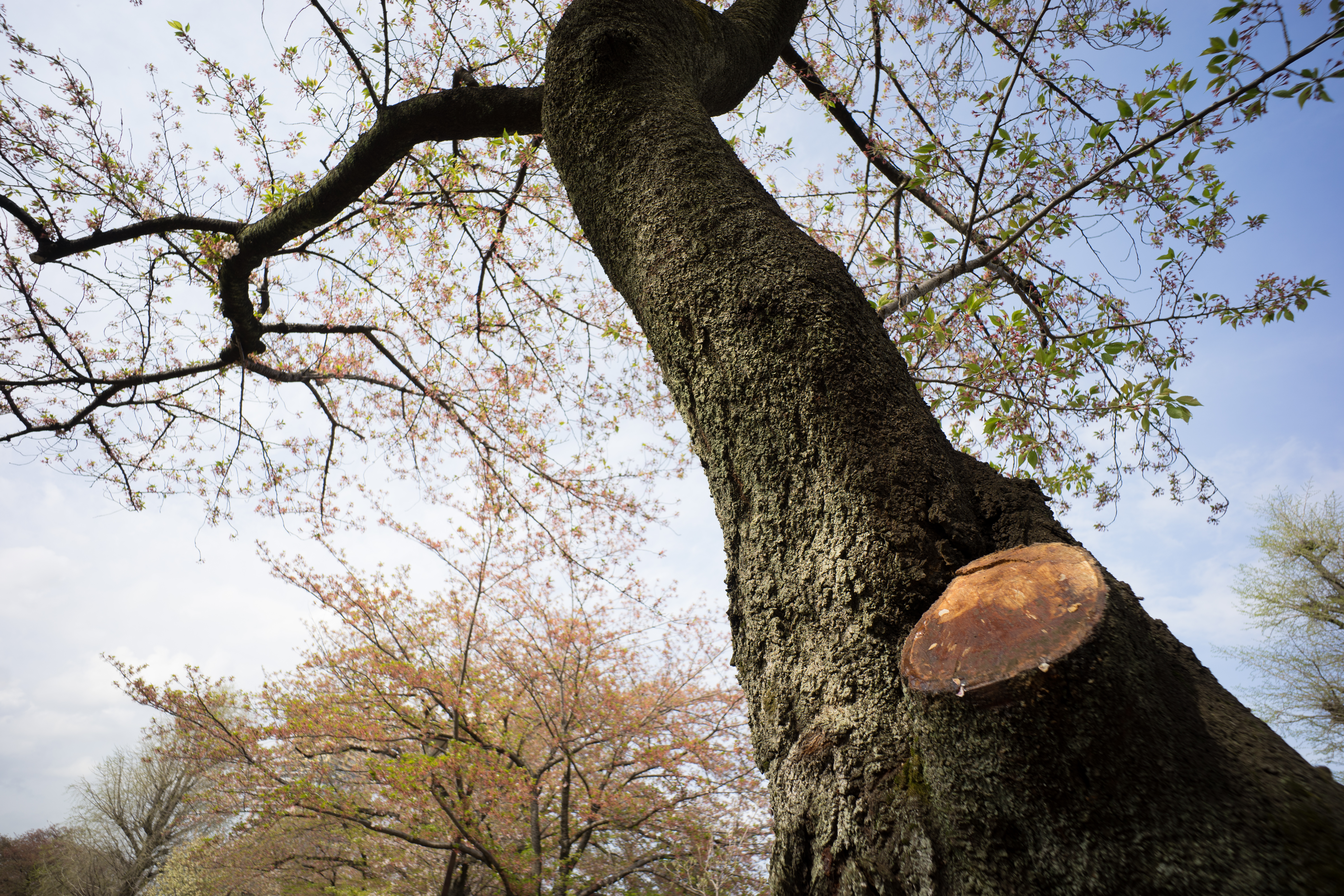 α7 II / Super-Elmar-M F3.8/18mm ASPH. / LM-EA7 / 1/200秒 / F5.6 / ±0EV / ISO100 / WB:オート