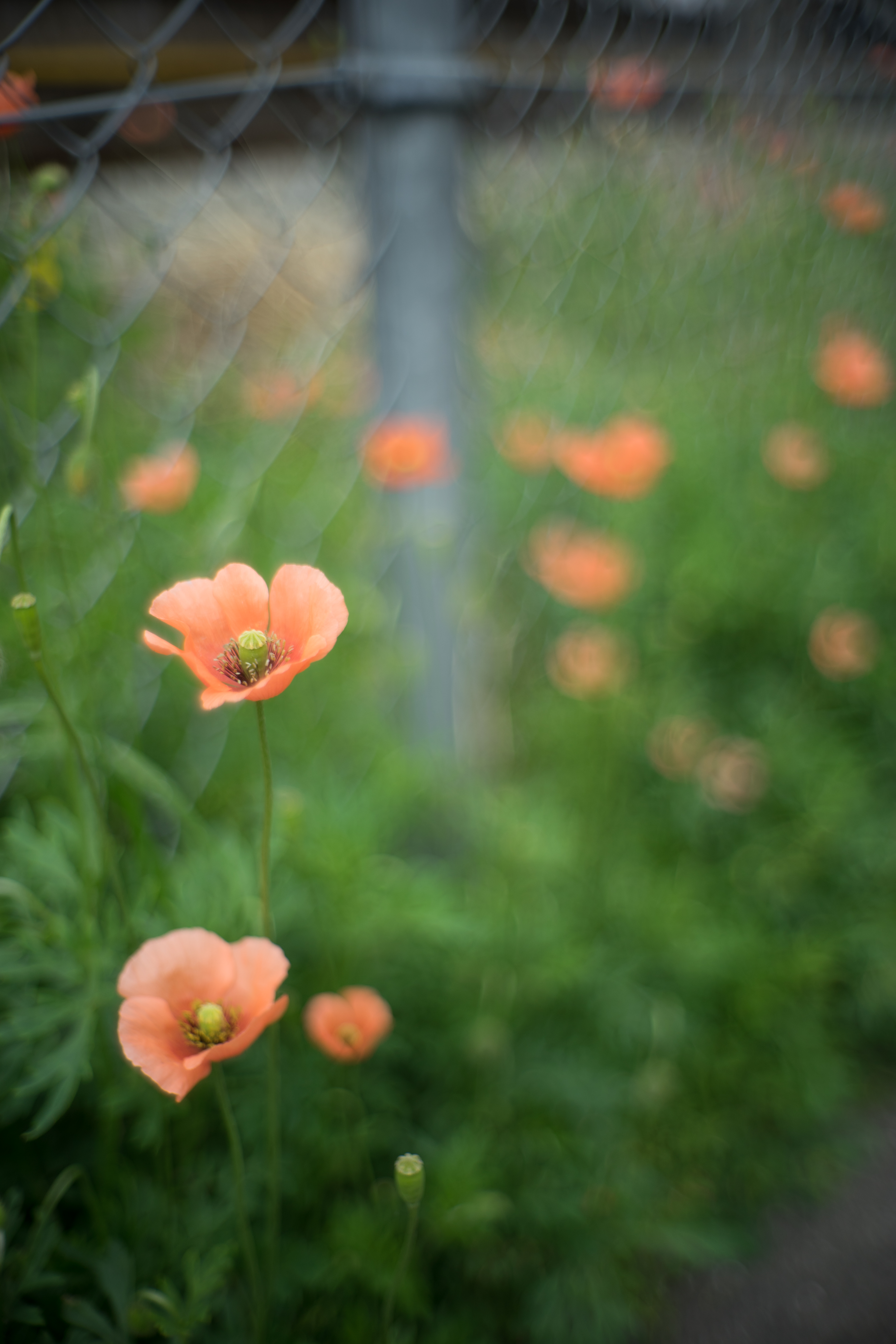 α7 II / Summilux-M 35mm F1.4 / LM-EA7 / 1/1,600秒 / F1.4 / ±0EV / ISO100 / WB:オート