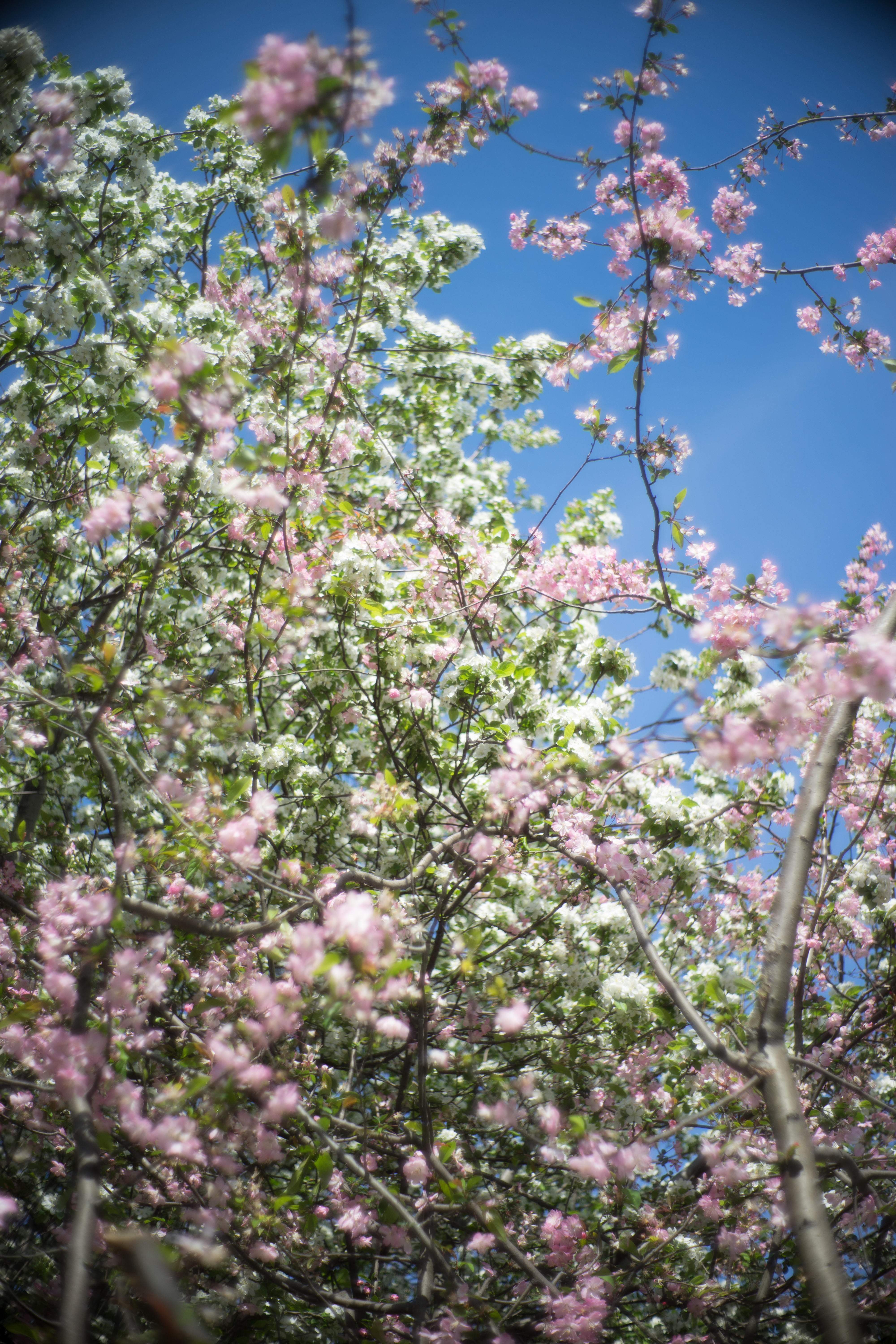 α7 II / Summilux-M 35mm F1.4 / LM-EA7 / 1/4,000秒 / F1.4 / +0.7EV / ISO100 / WB:オート