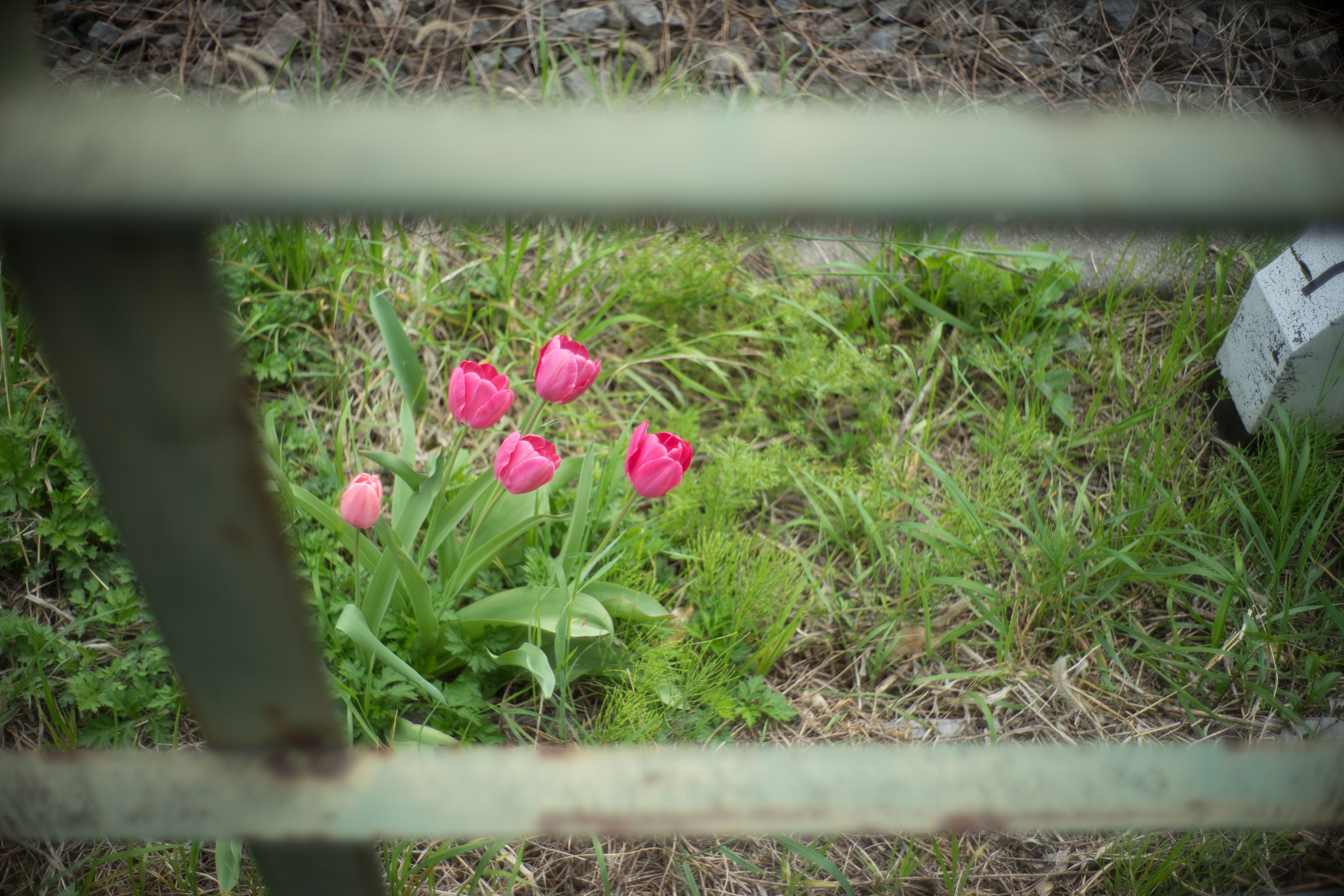 α7 II / Summilux-M 35mm F1.4 / LM-EA7 / 1/1,600秒 / F1.4 / ±0EV / ISO100 / WB:オート