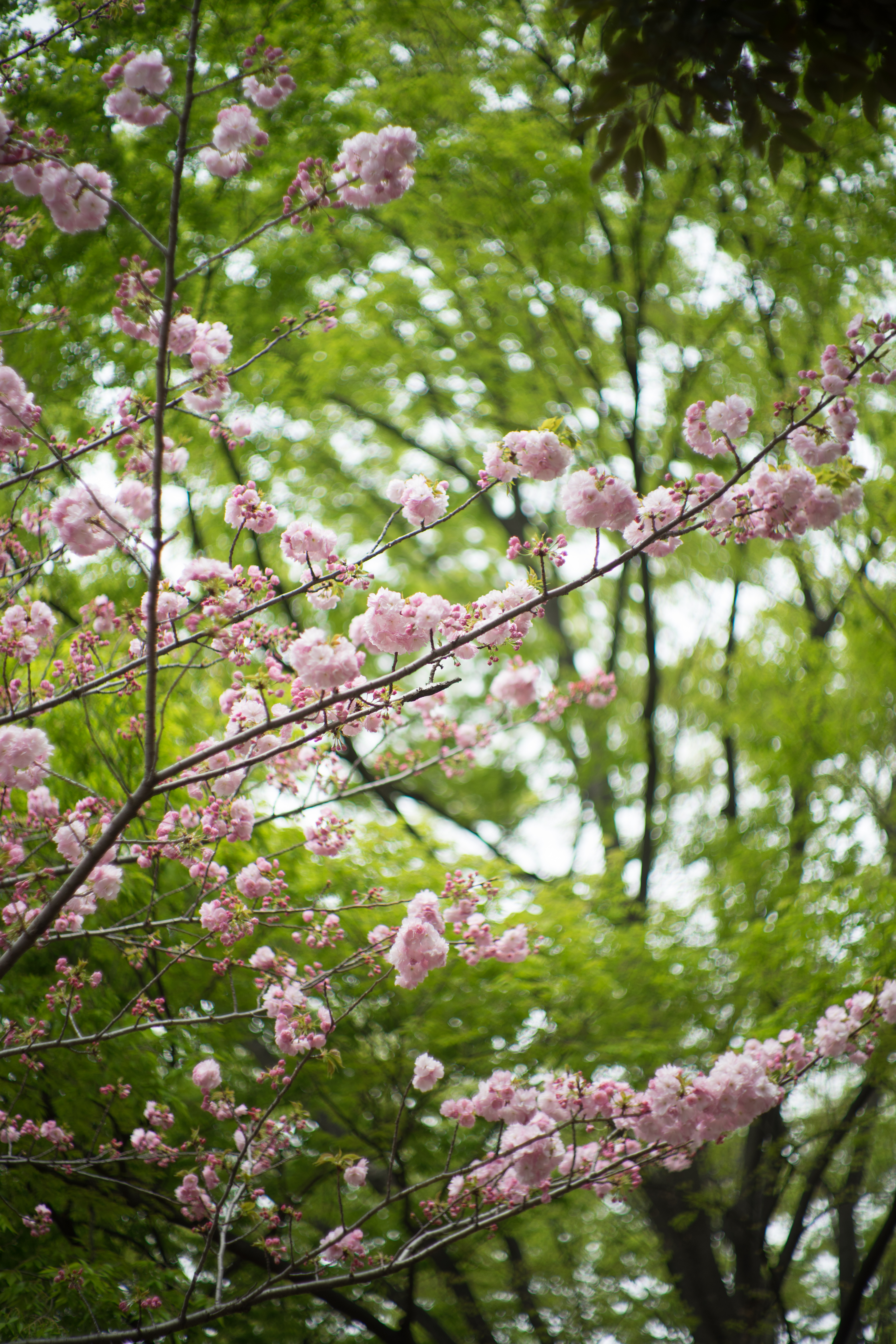 α7 II / Summilux 50mm F1.4 1st / LM-EA7 / 1/2000秒 / F1.4 / +1EV / ISO100 / WB:オート