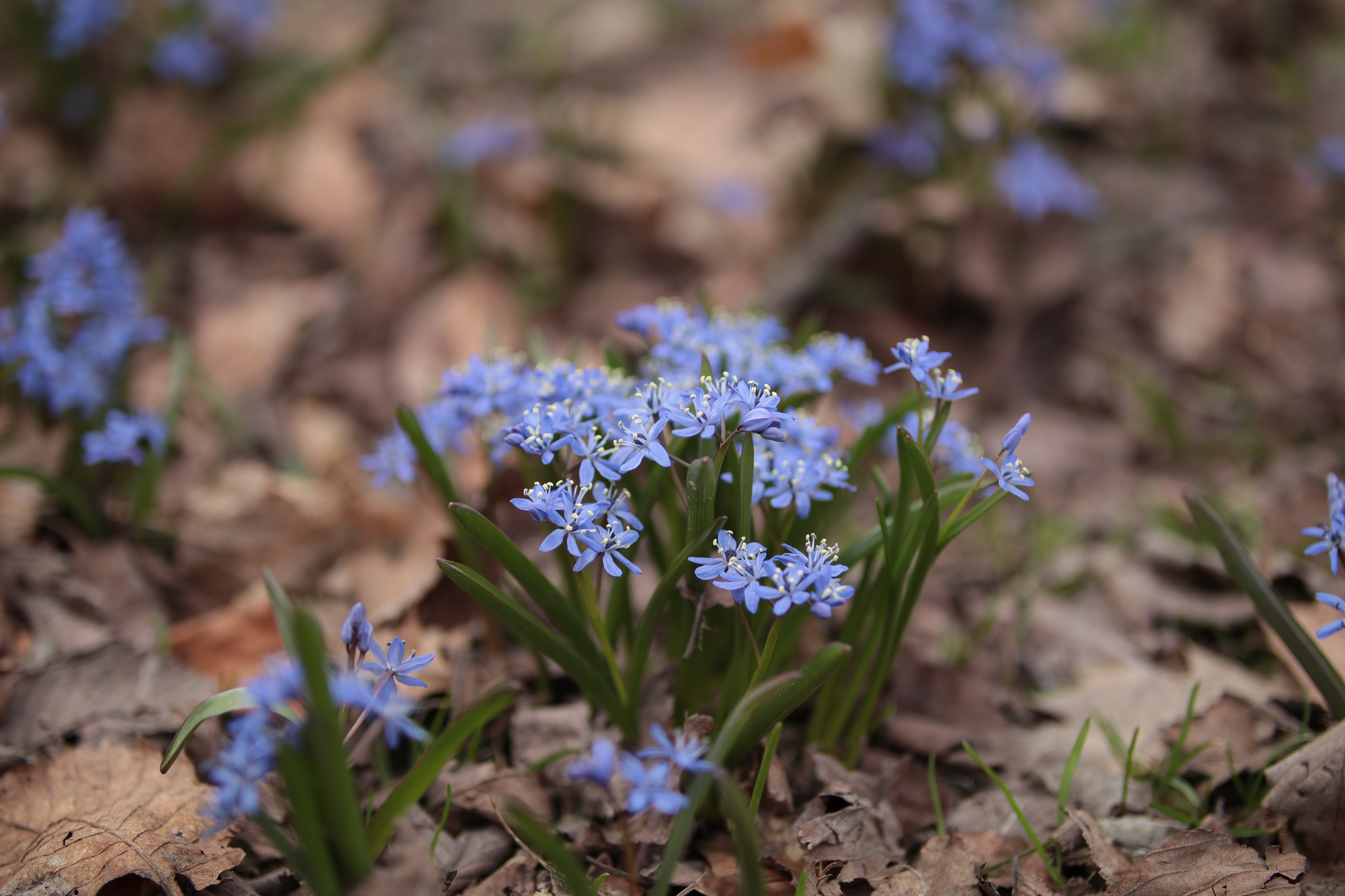 絞り開放・最短撮影距離（約95cm）で撮影。EOS 80D / 1/1,000秒 / F1.8 / 0EV / ISO100 / 絞り優先AE / 50mm
